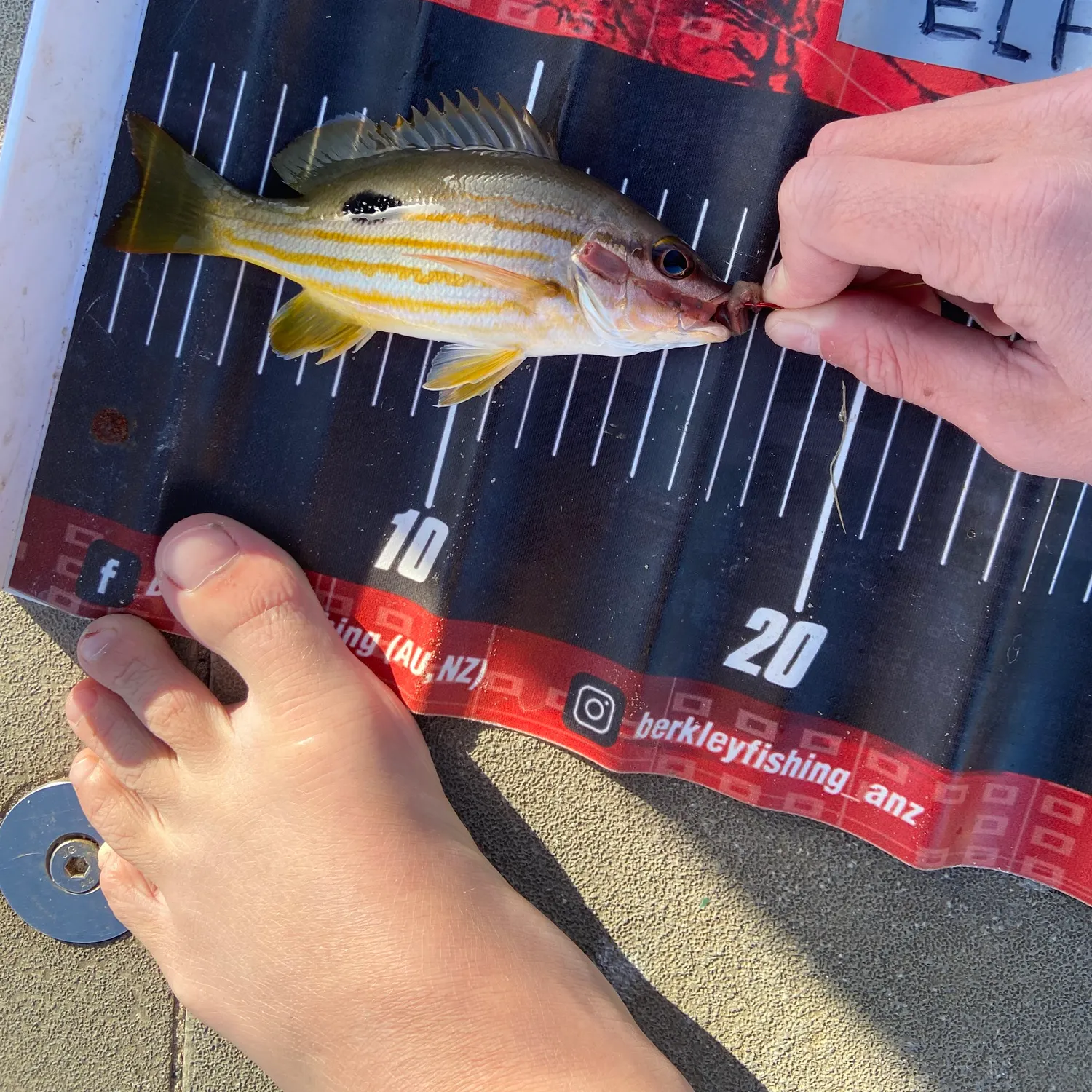 The most recent Moses perch catches on Fishbrain