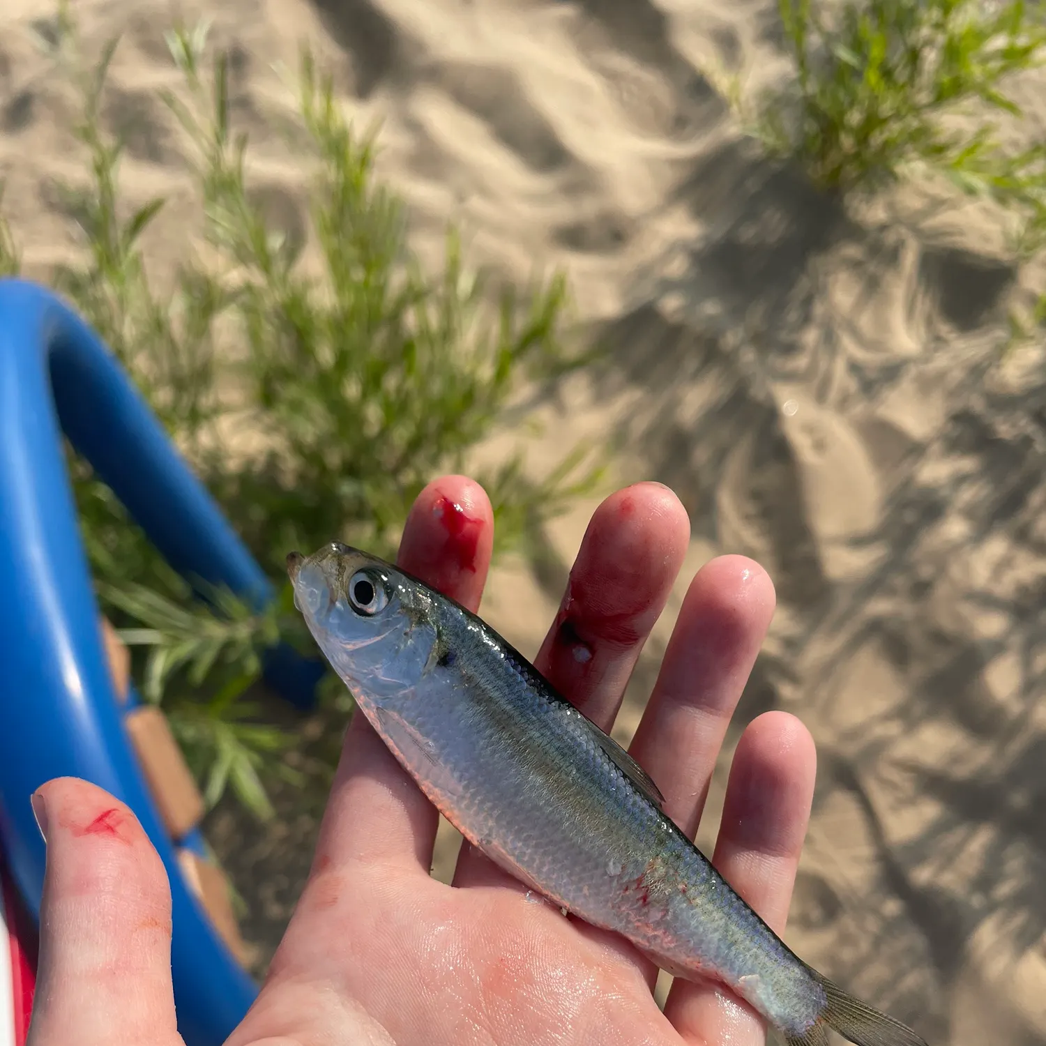 The most recent Alewife catches on Fishbrain