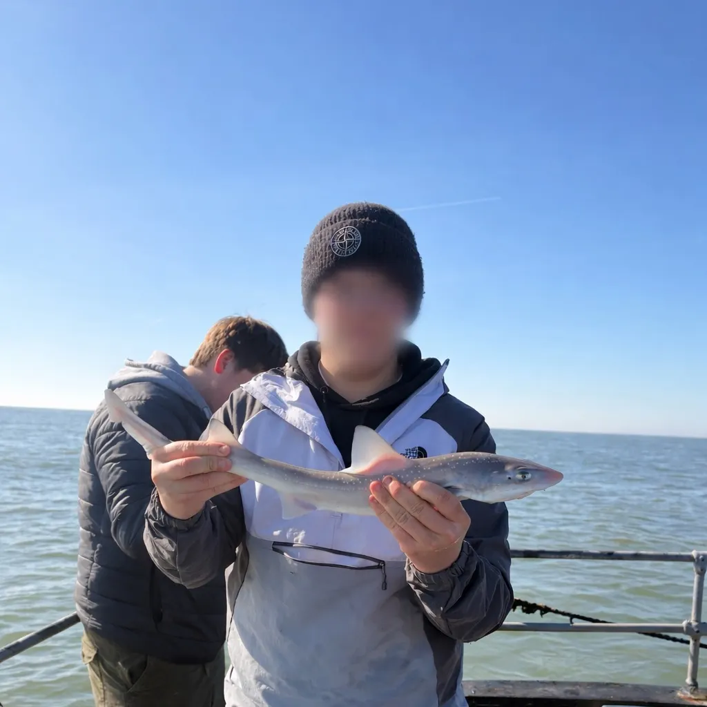 The most recent Starry smooth-hound catches on Fishbrain