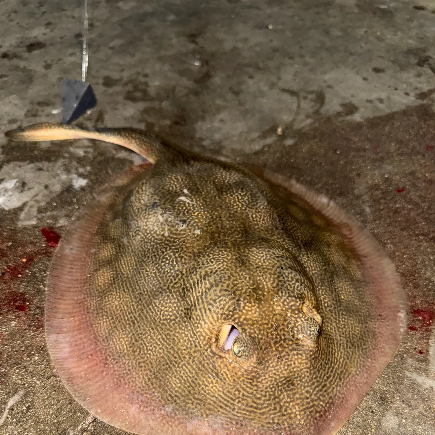The most recent Haller's round ray catches on Fishbrain