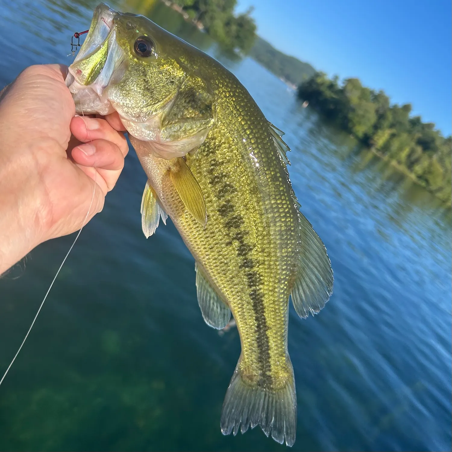 Largemouth bass caught on Fishbrain