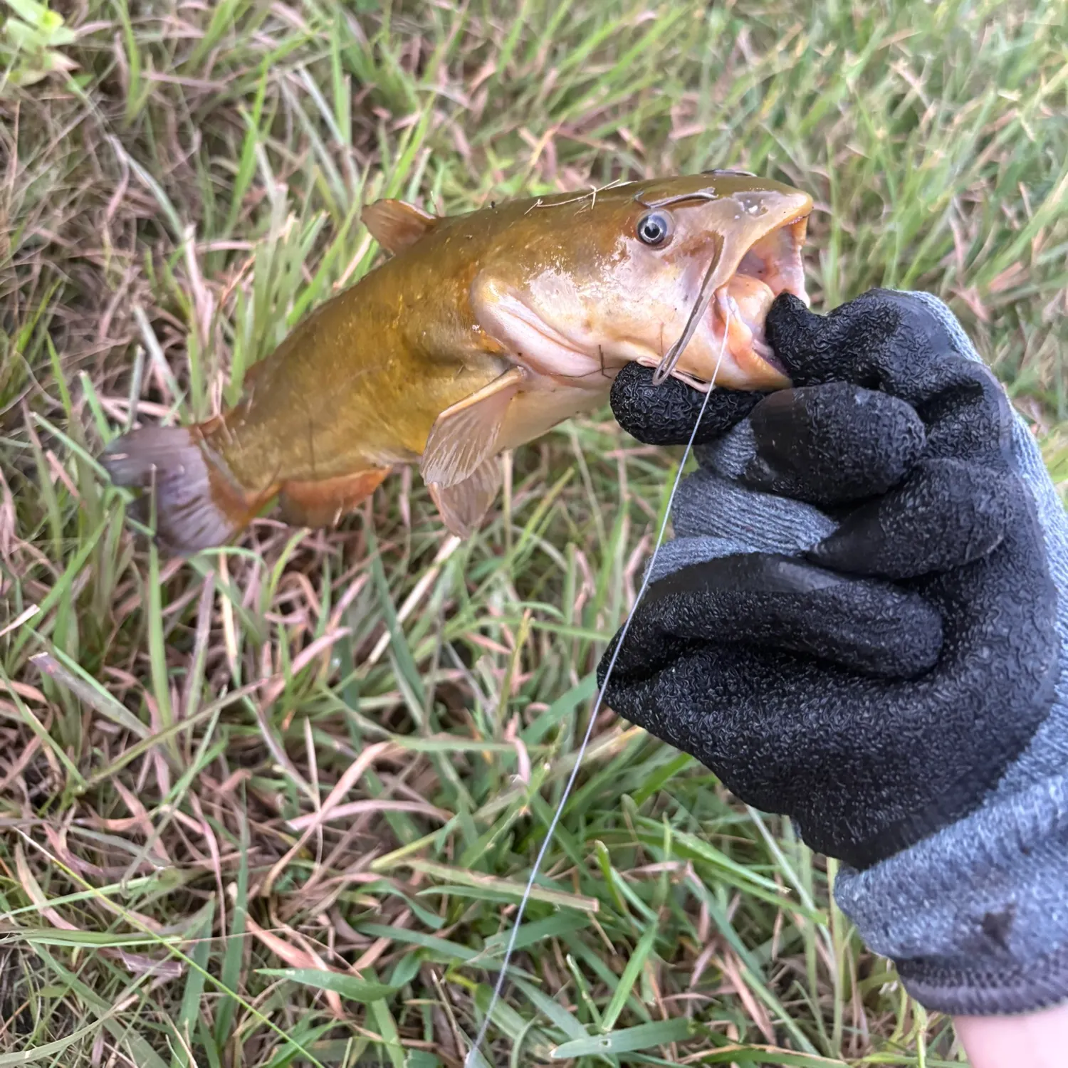 Yellow bullhead caught on Fishbrain