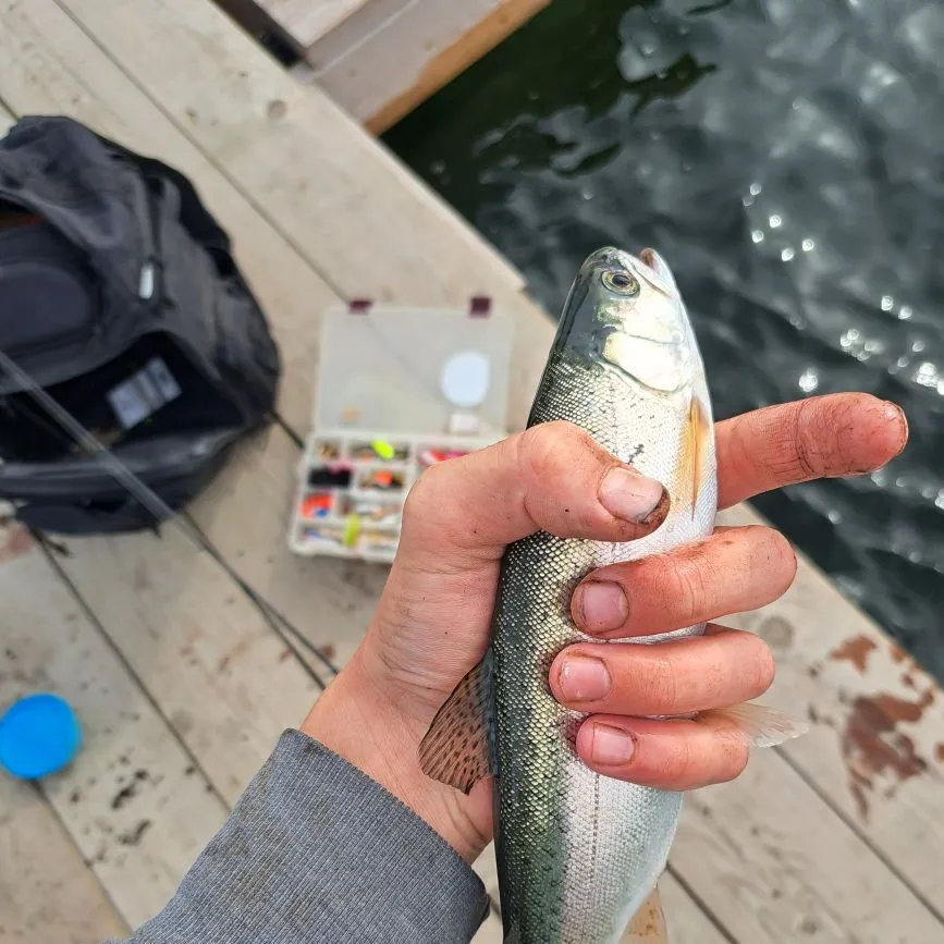 Rainbow trout caught on Fishbrain