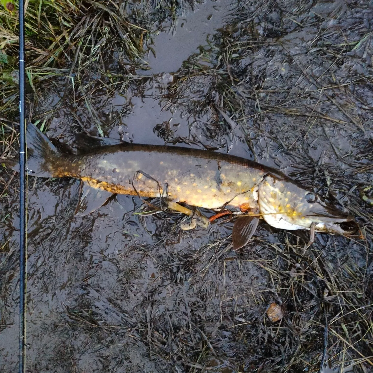Northern pike caught on Fishbrain