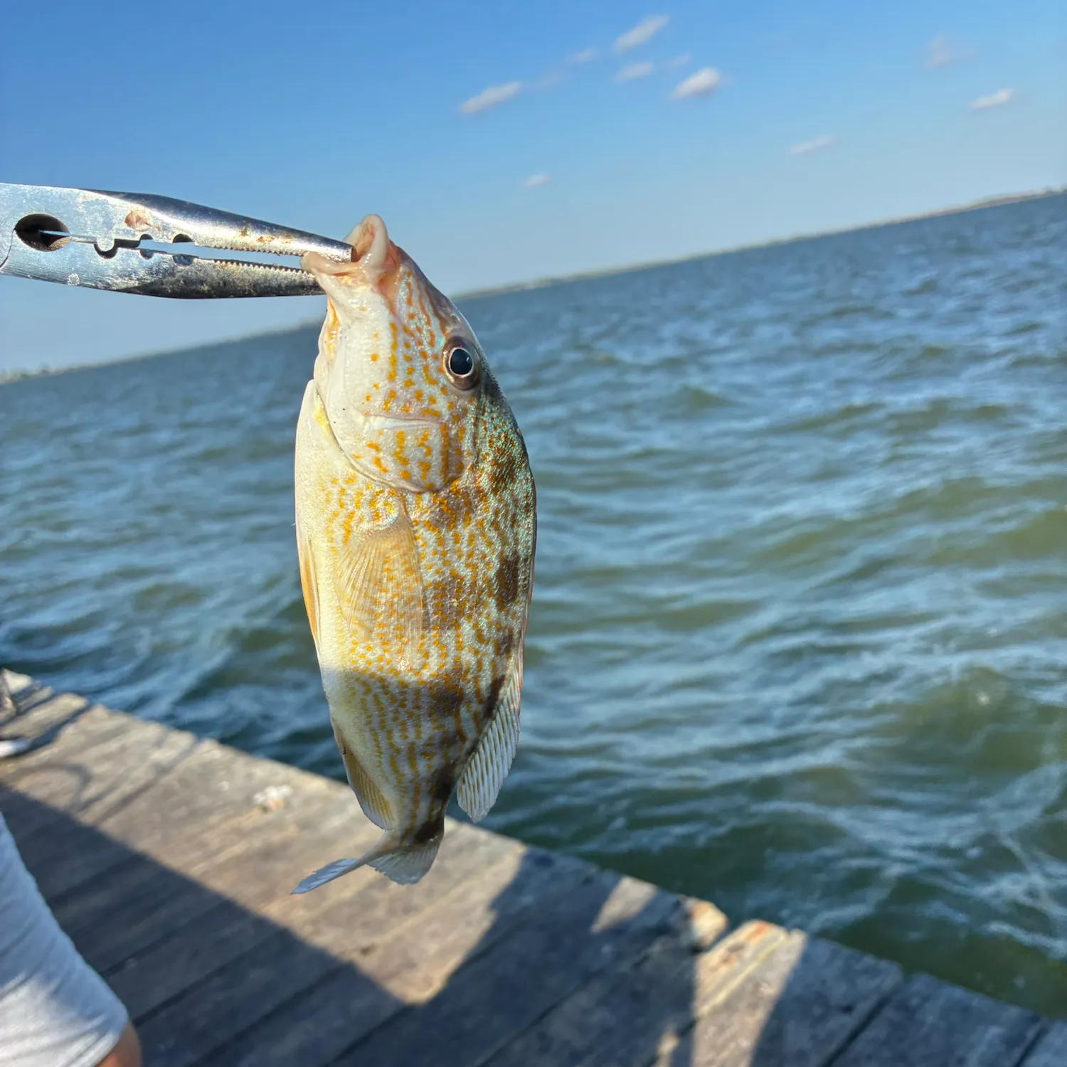 Pigfish caught on Fishbrain