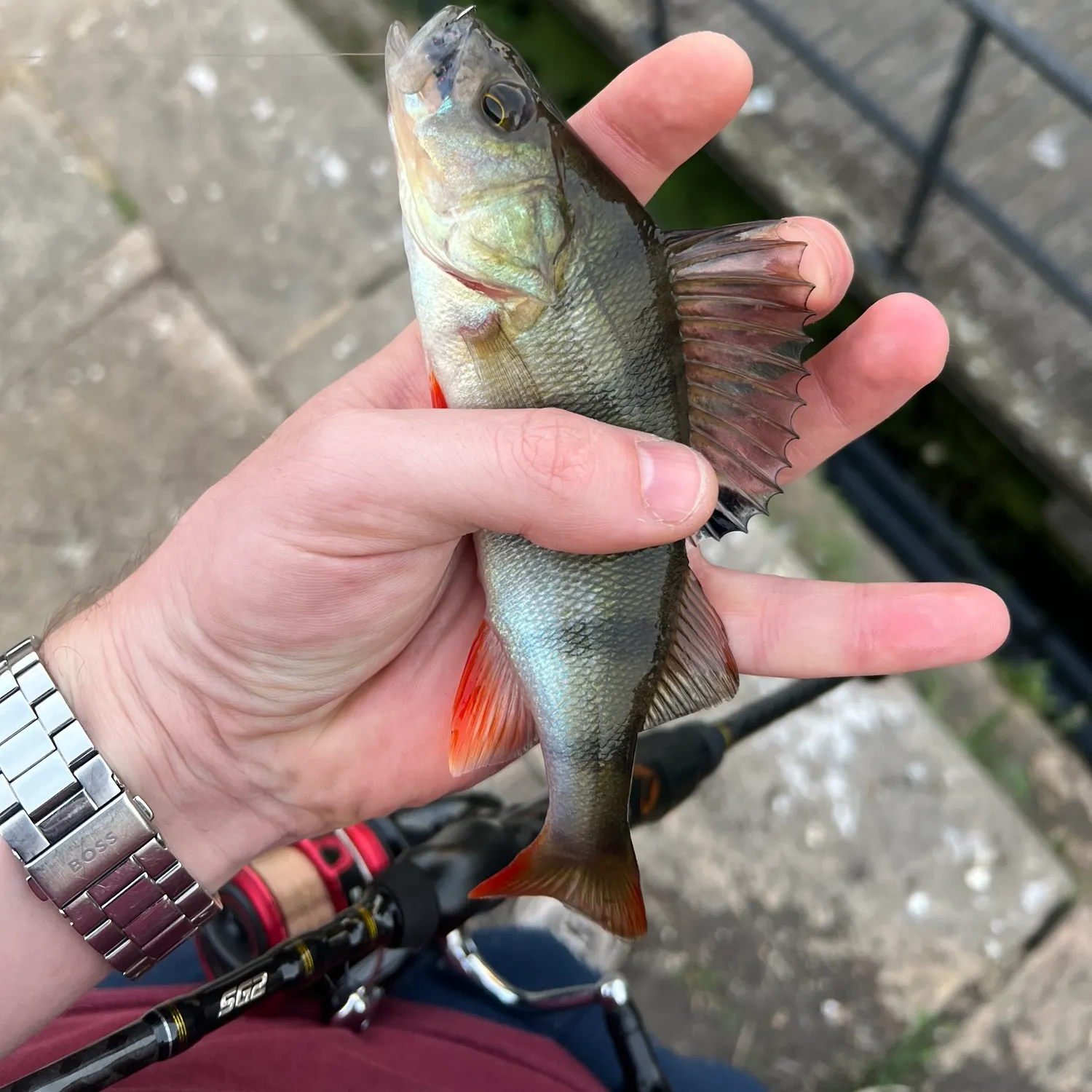 European perch caught on Fishbrain