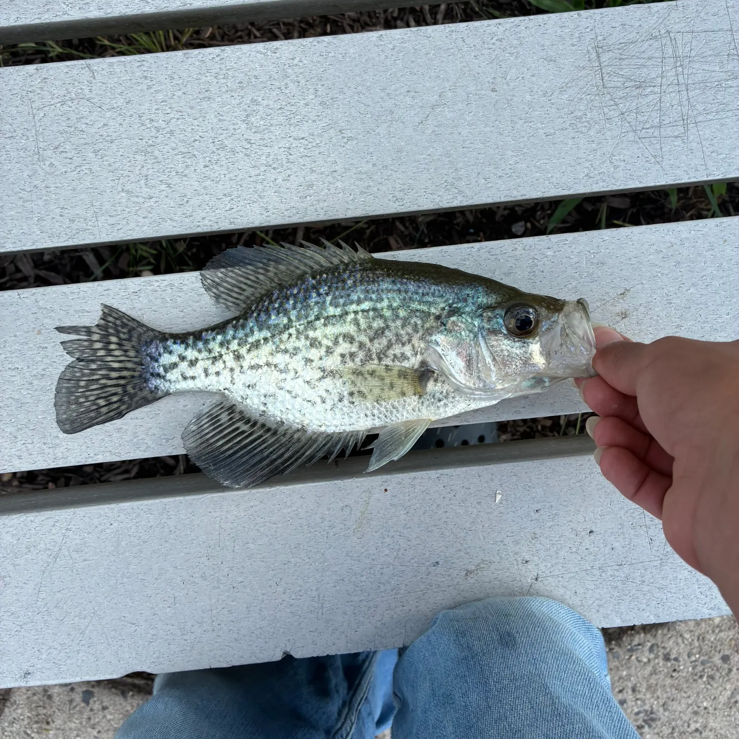 Black crappie caught on Fishbrain