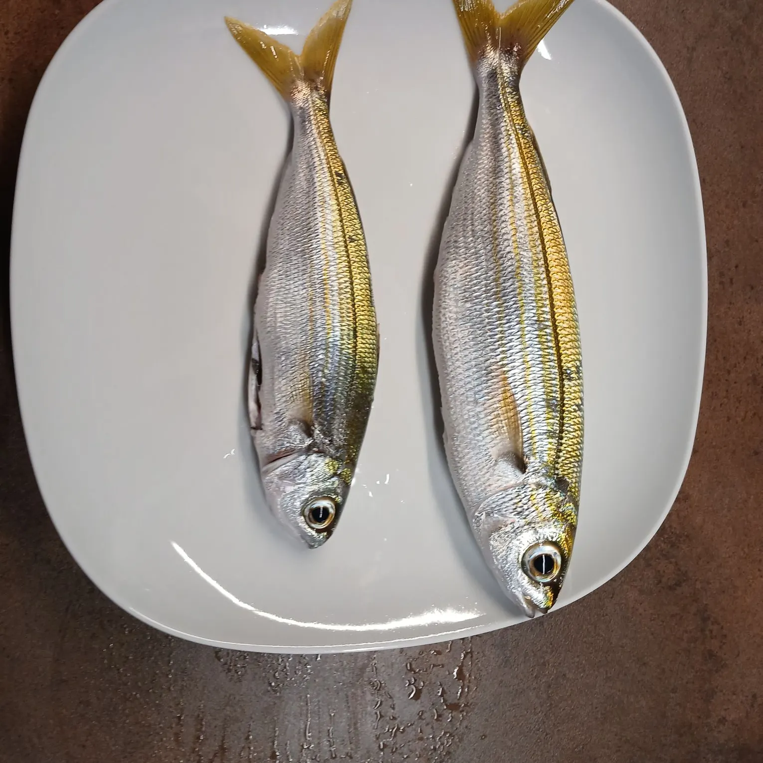 Fish caught on Fishbrain