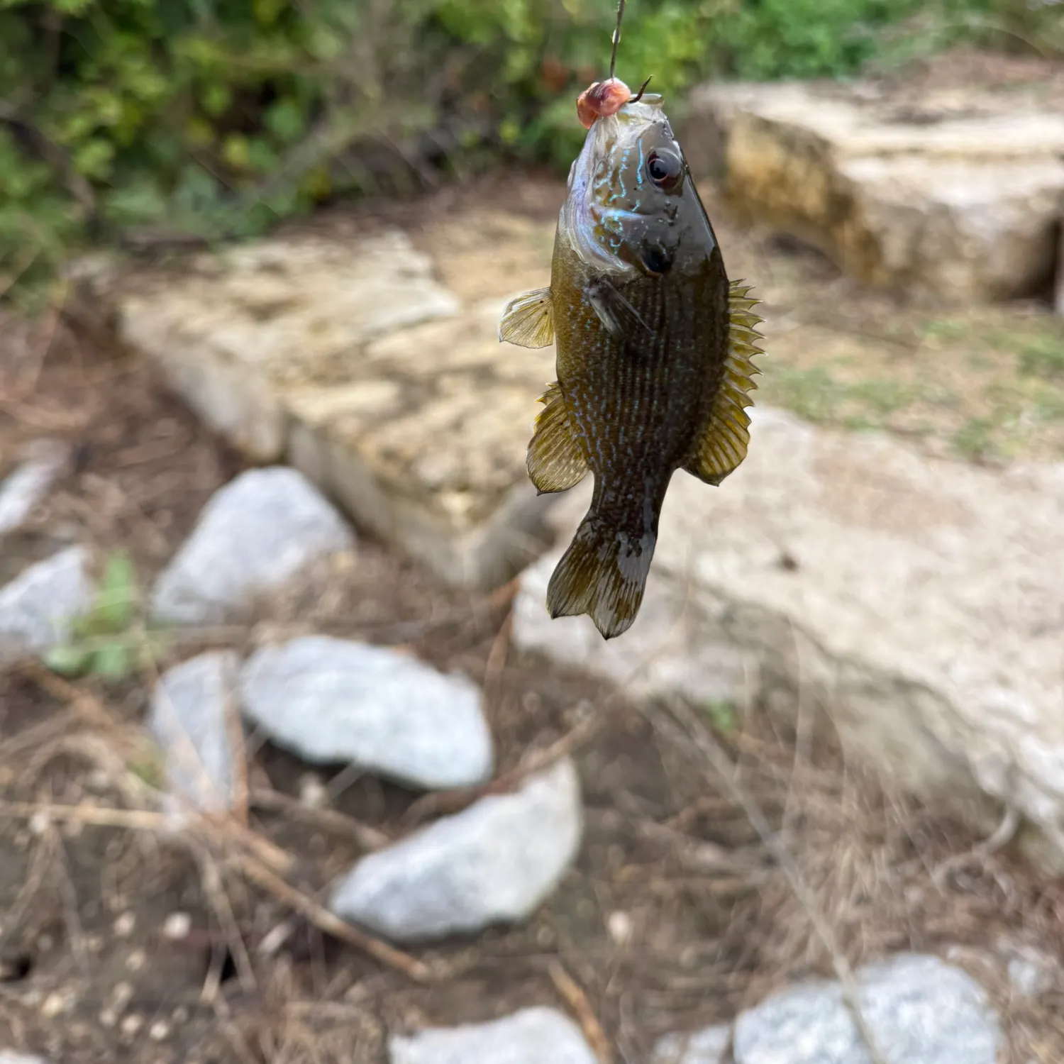 The most recent Warmouth x green sunfish catches on Fishbrain