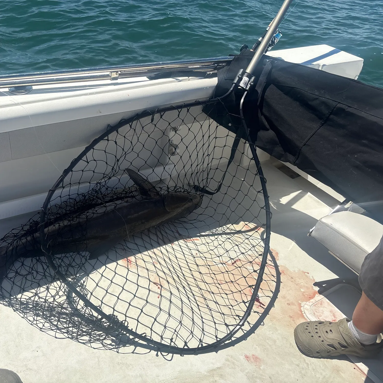 The most recent Cobia catches on Fishbrain