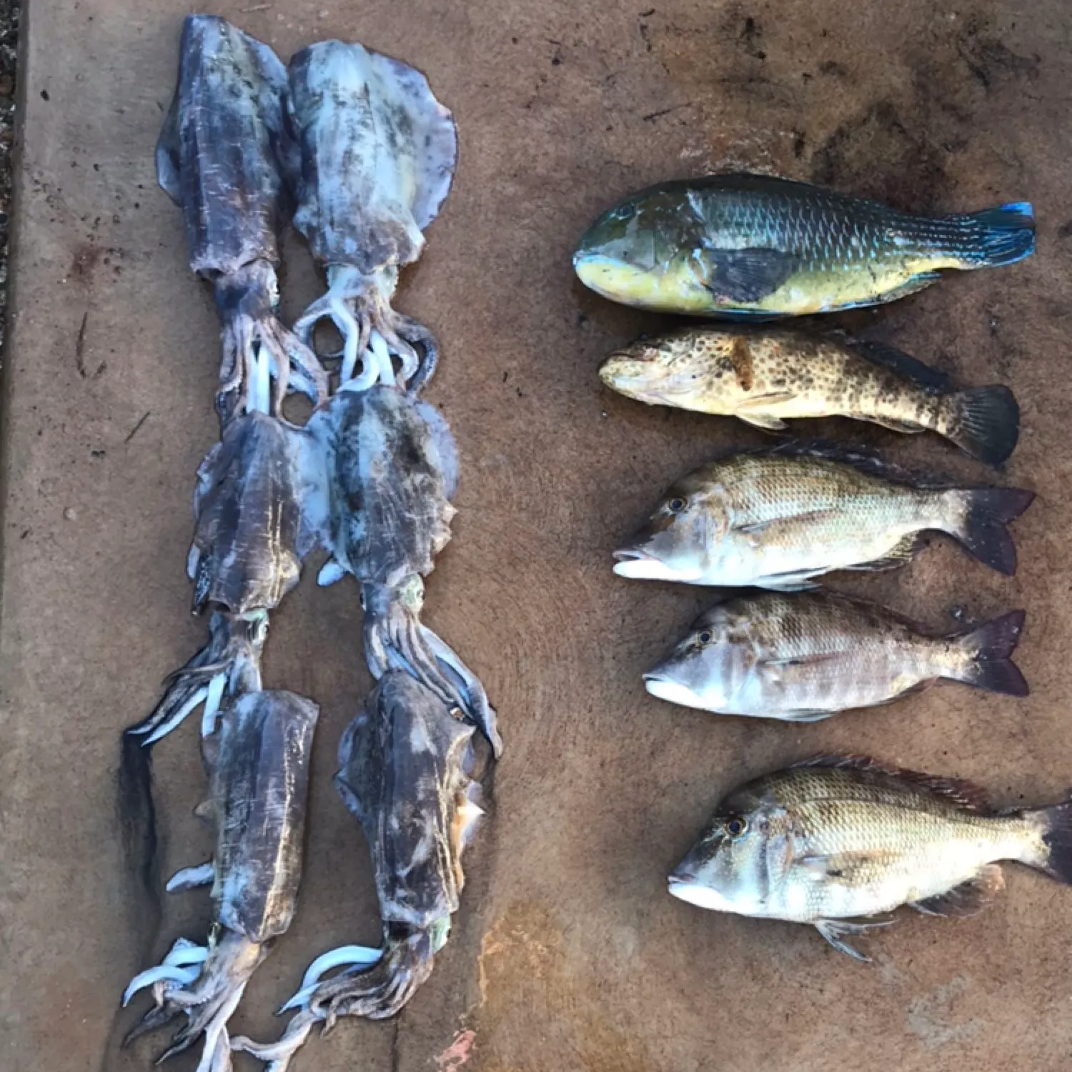 recently logged catches