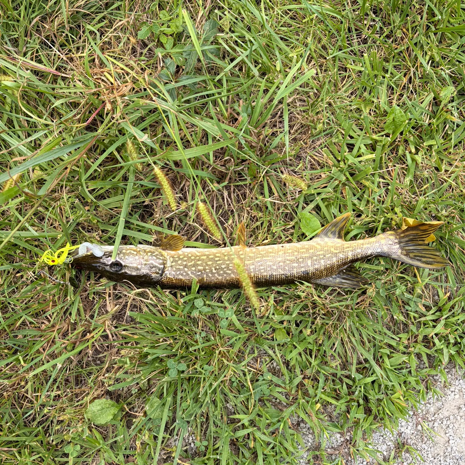 Northern pike caught on Fishbrain