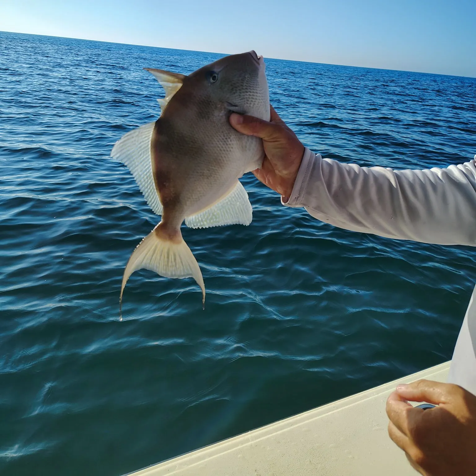 The most recent Grey triggerfish catches on Fishbrain