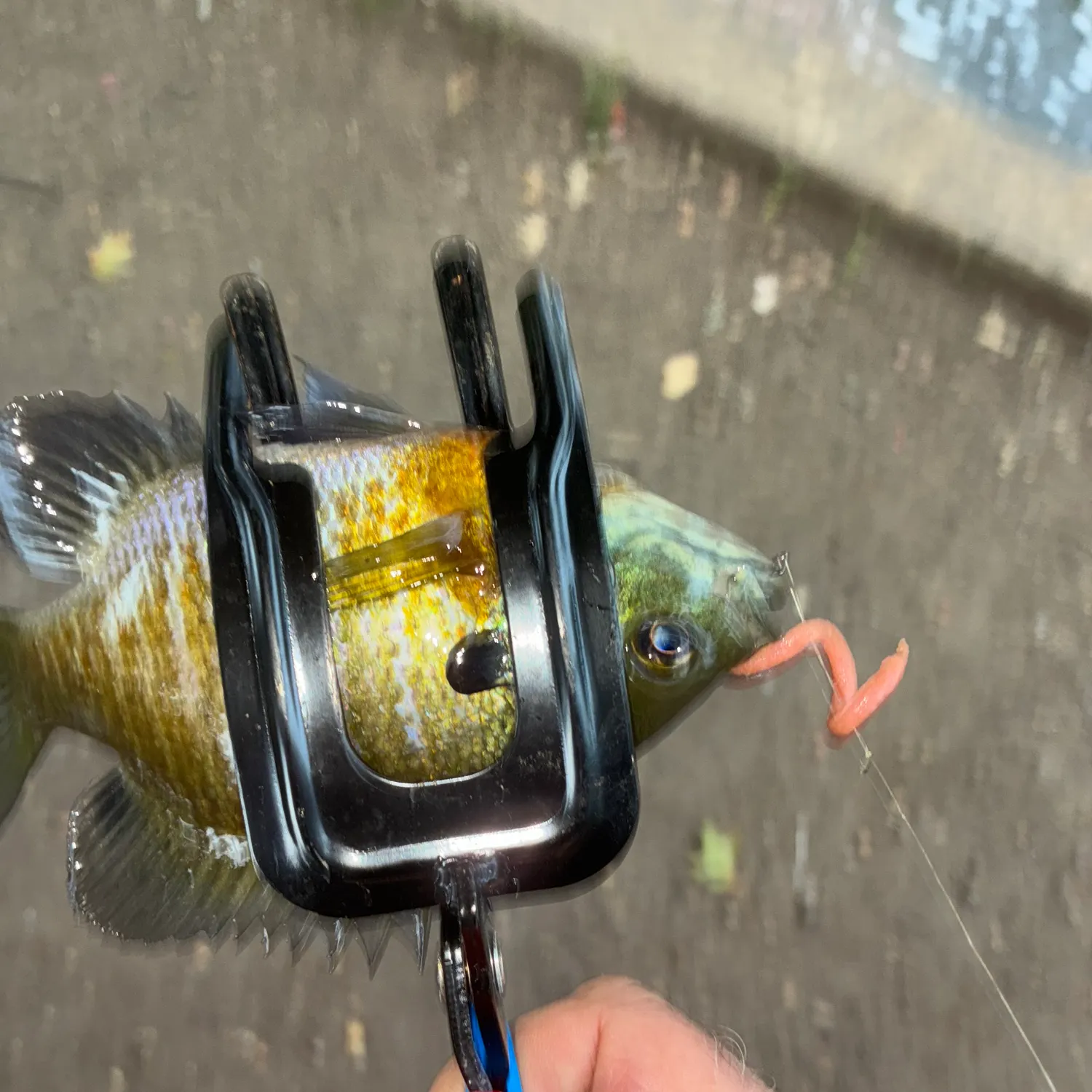 Bluegill caught on Fishbrain