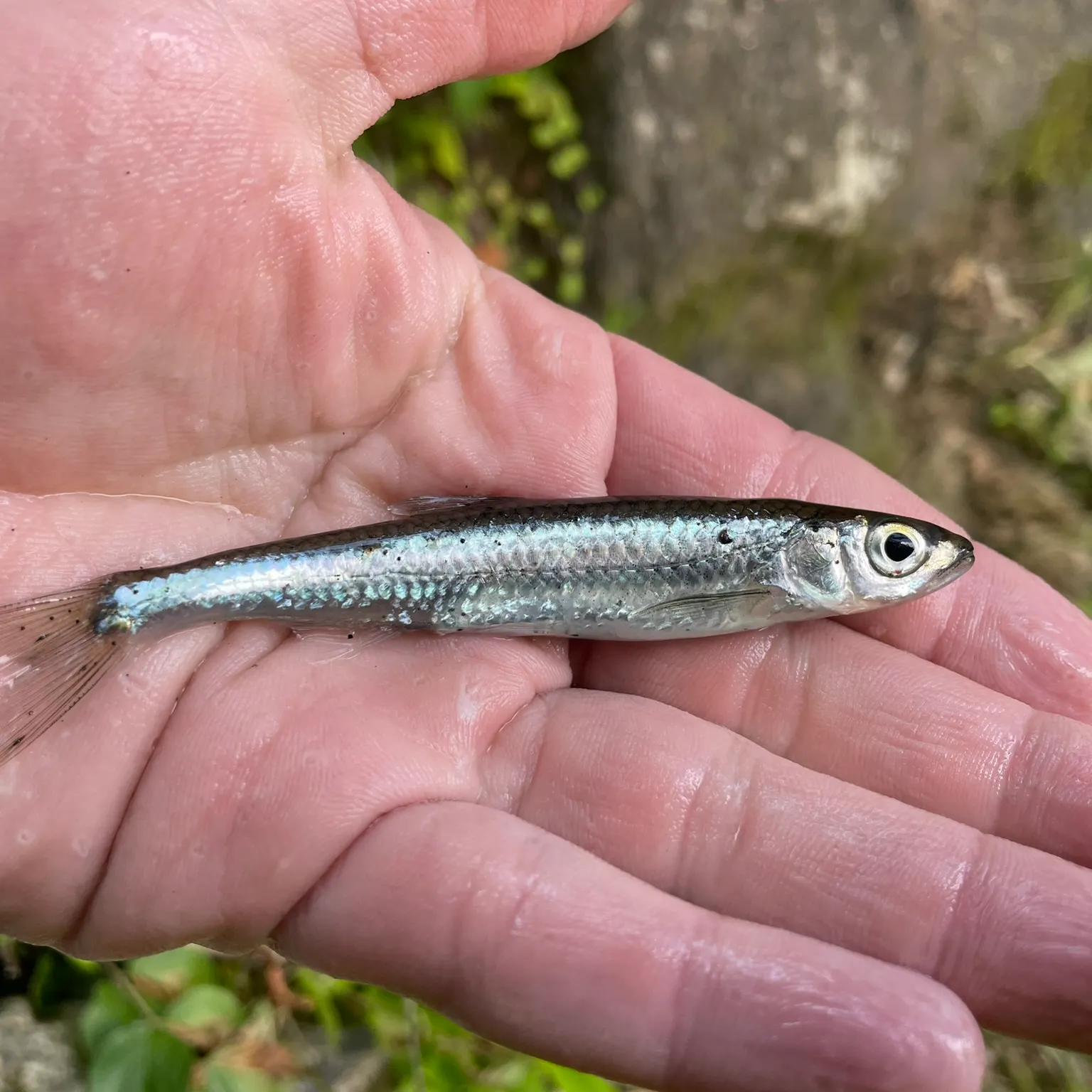 The most popular recent Silver shiner catch on Fishbrain