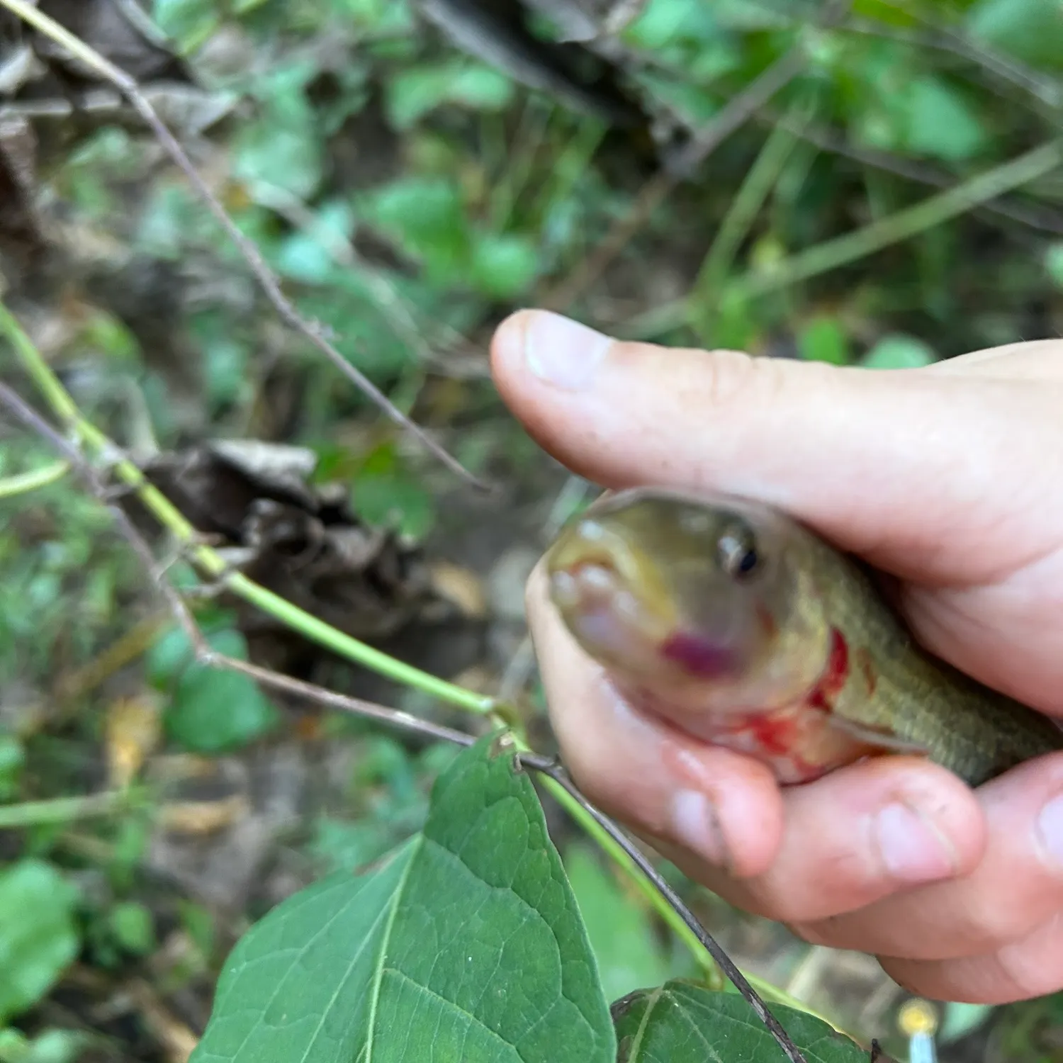White sucker caught on Fishbrain
