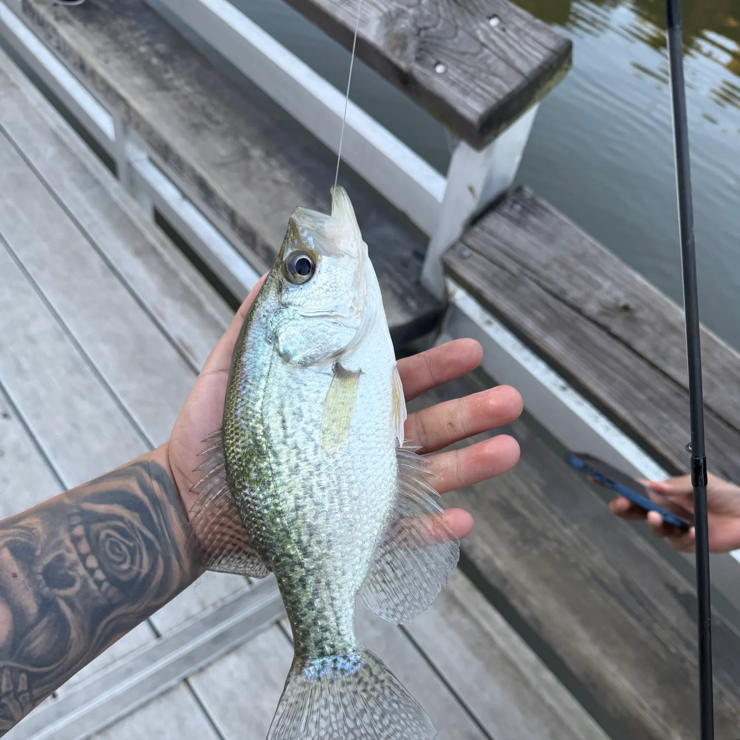 White crappie caught on Fishbrain