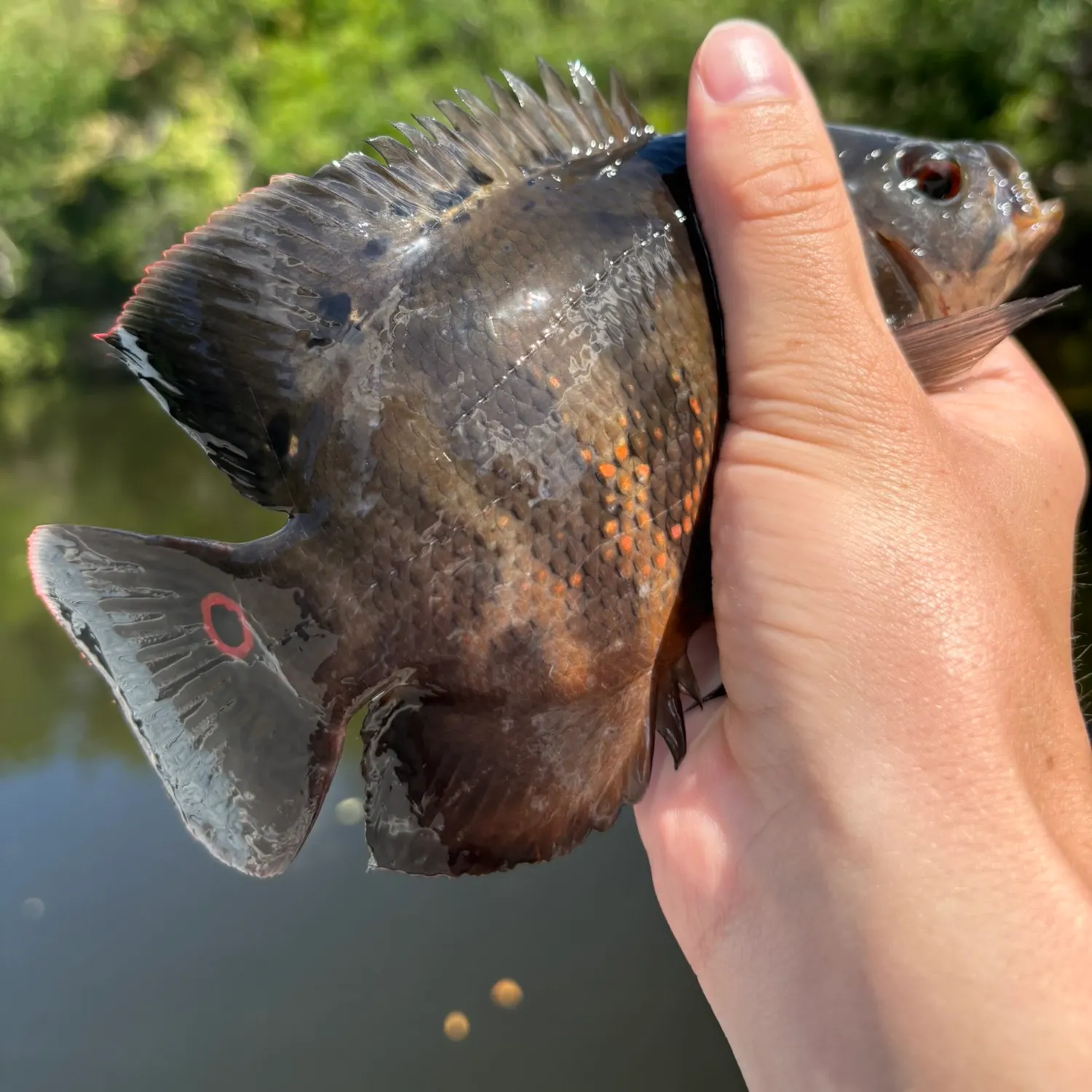 Oscar caught on Fishbrain