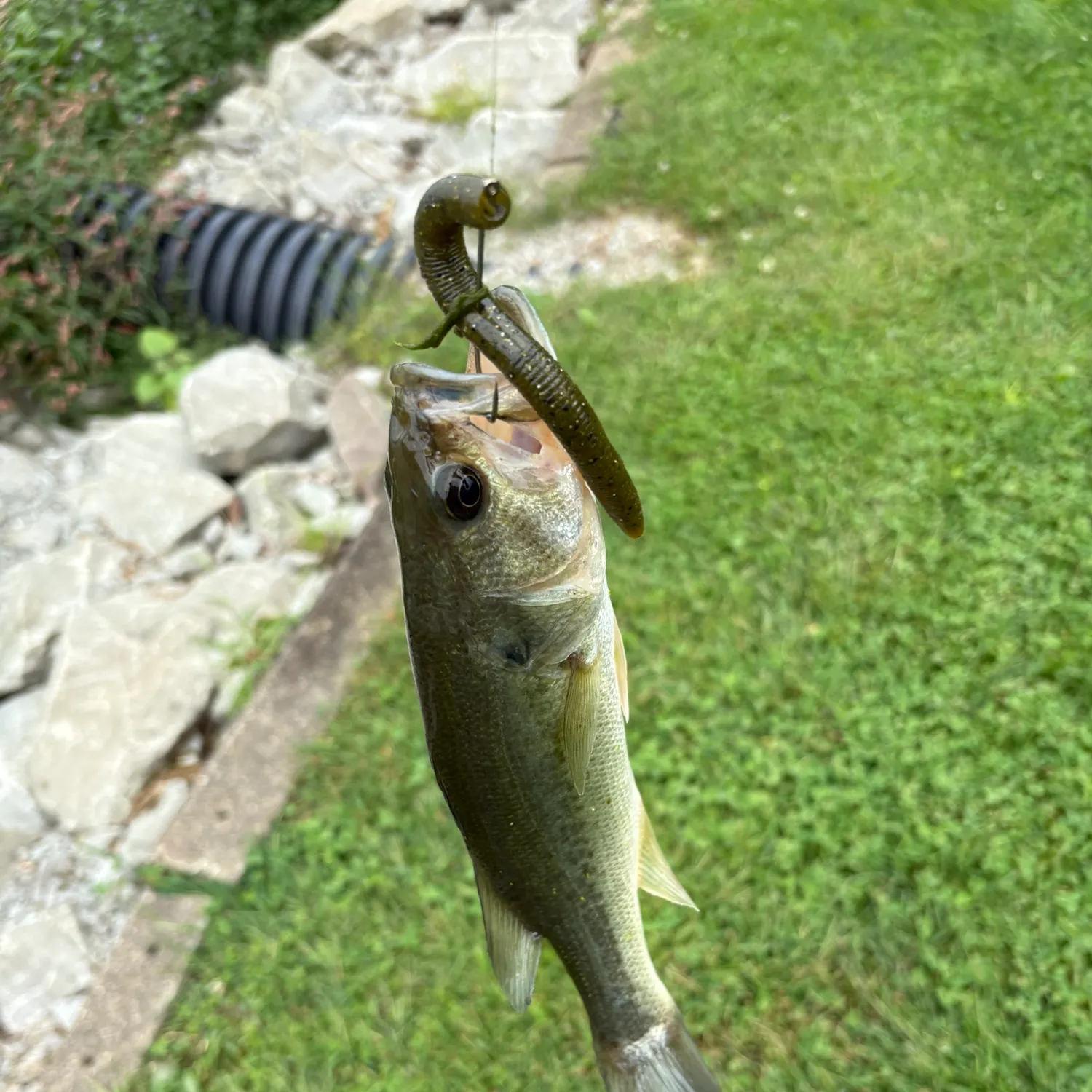 Largemouth bass caught on Fishbrain