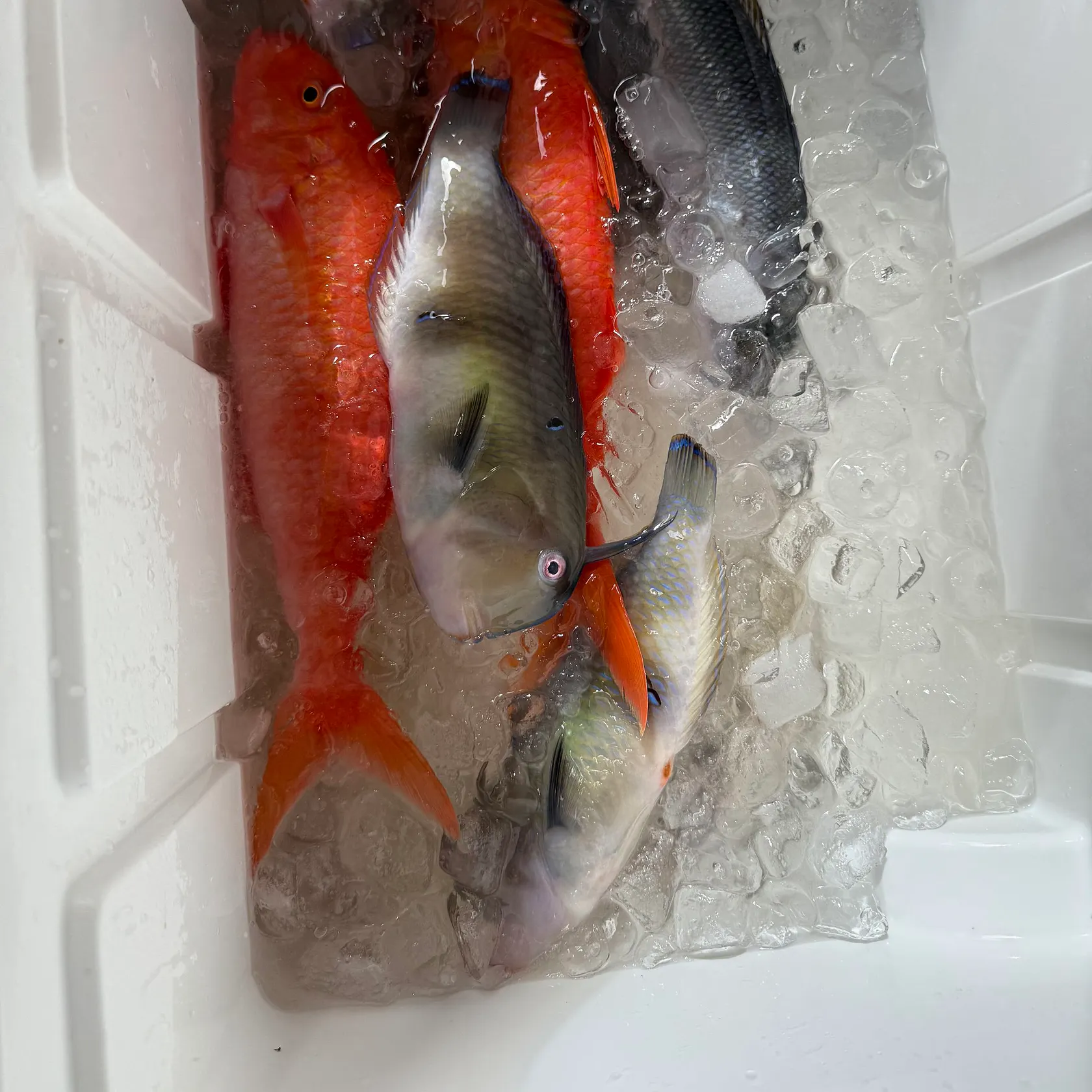 The most recent Peacock wrasse catches on Fishbrain