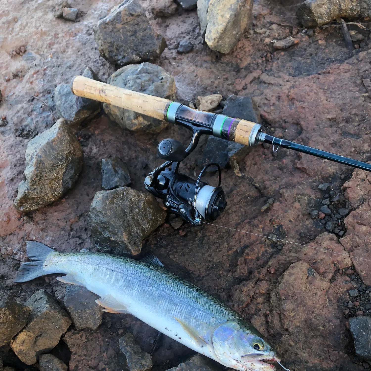 Rainbow trout caught on Fishbrain