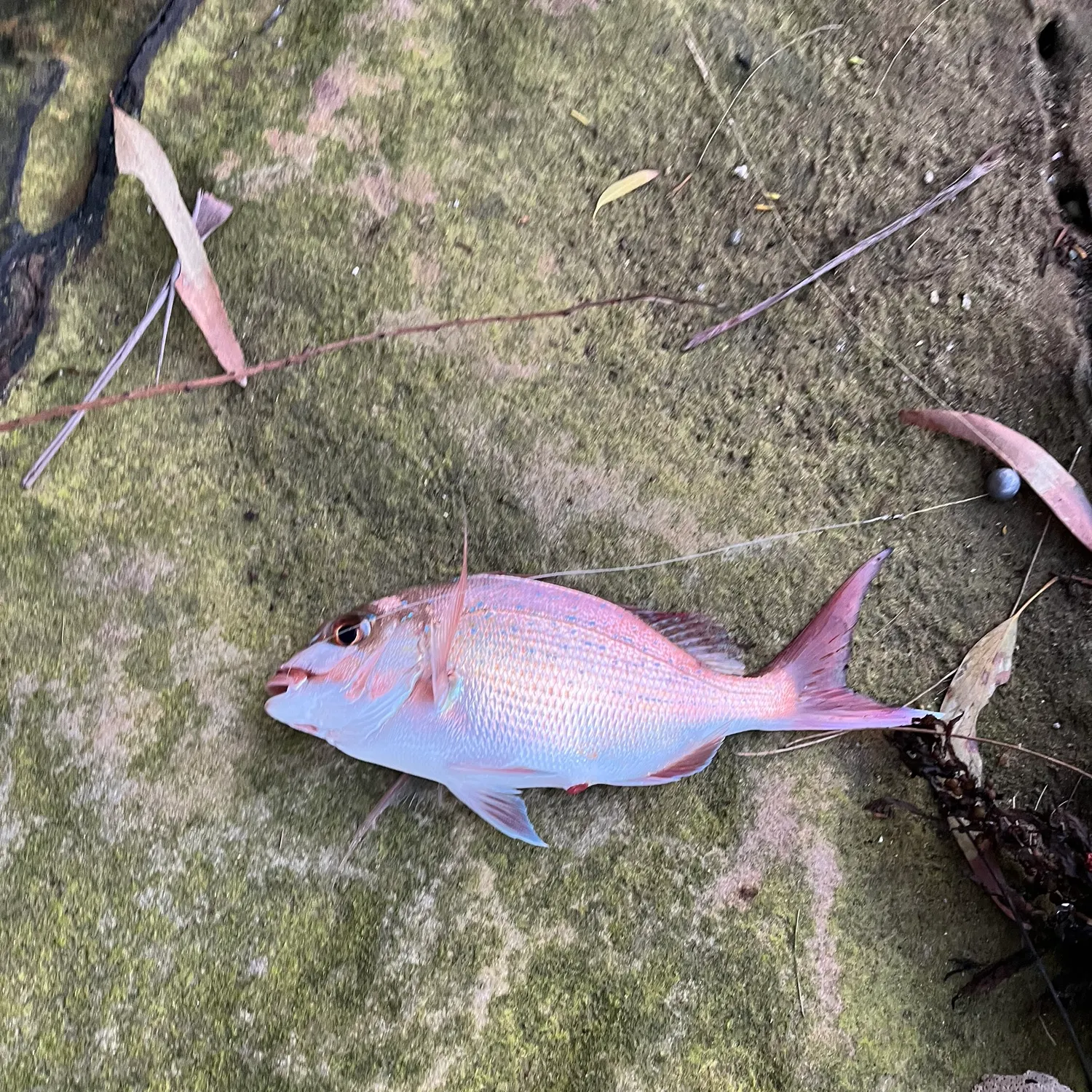The most recent Australasian snapper catches on Fishbrain