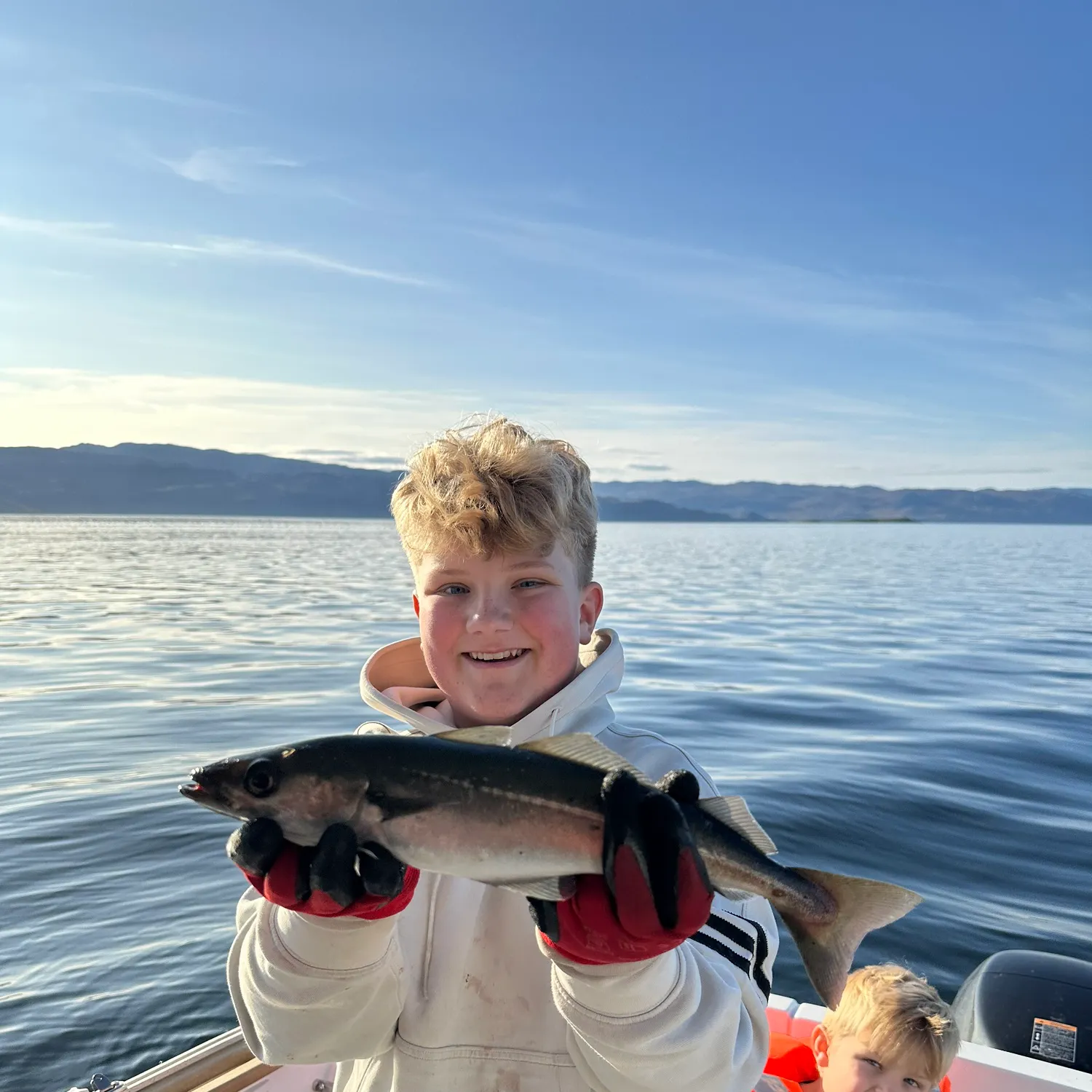 Atlantic pollock caught on Fishbrain