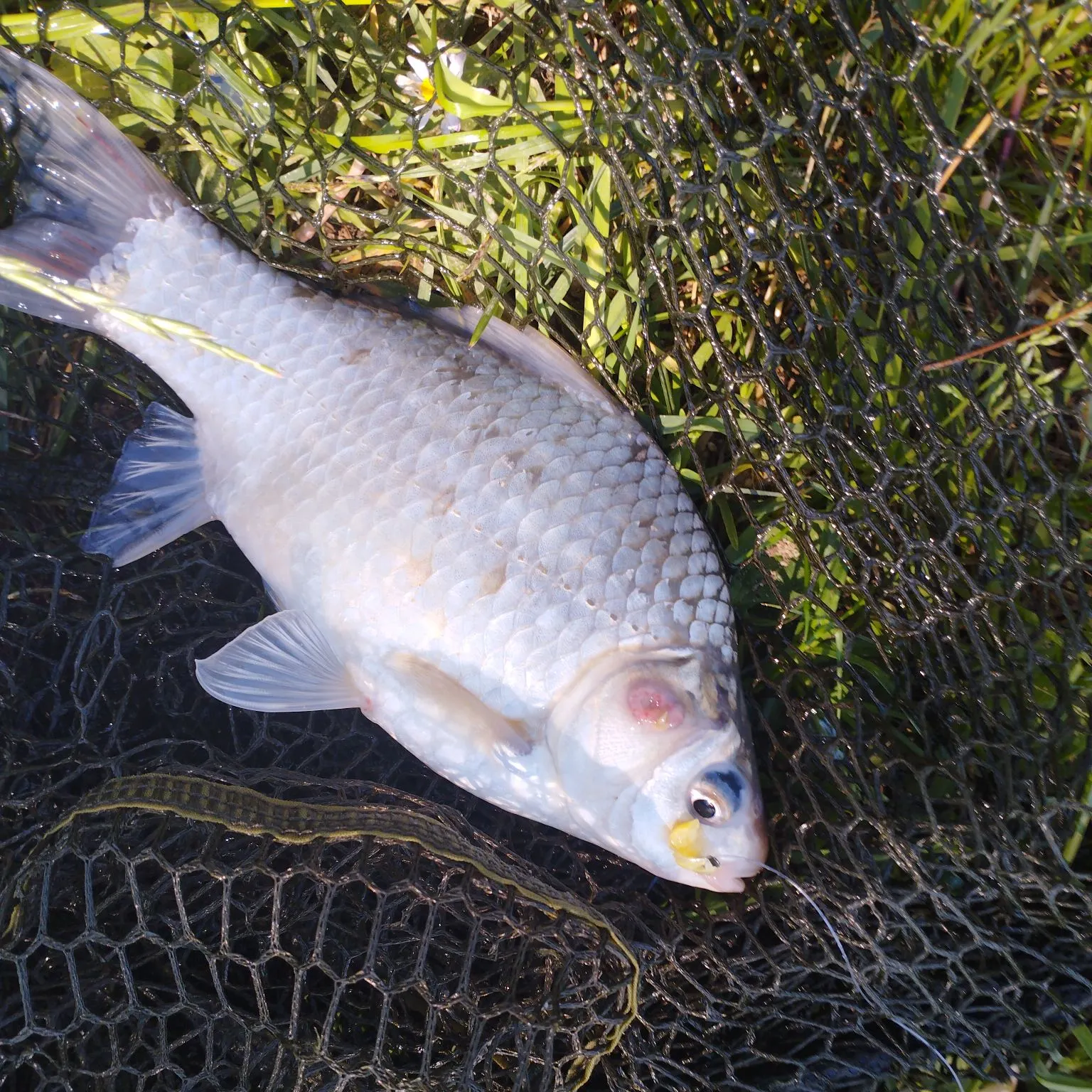 Common carp caught on Fishbrain