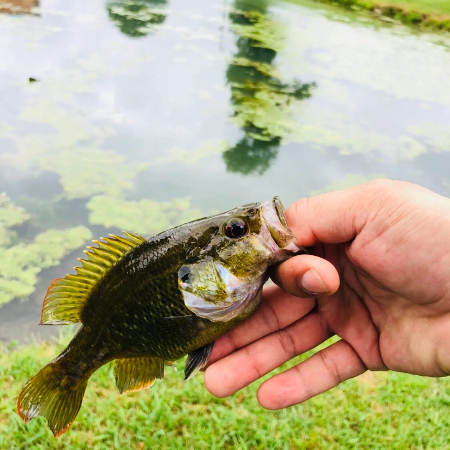 angler catch