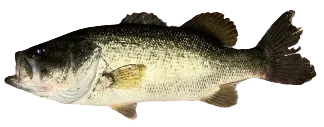 Florida bass