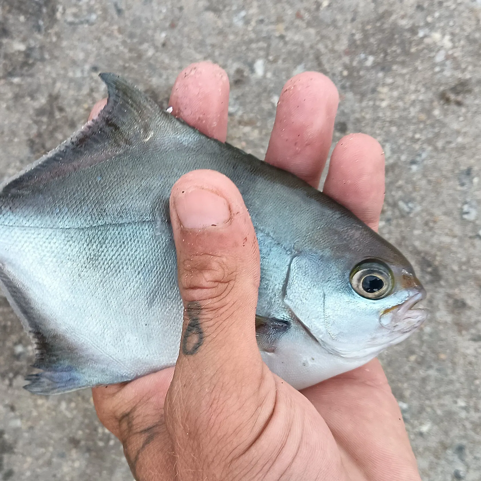The most recent Sea sweep catches on Fishbrain