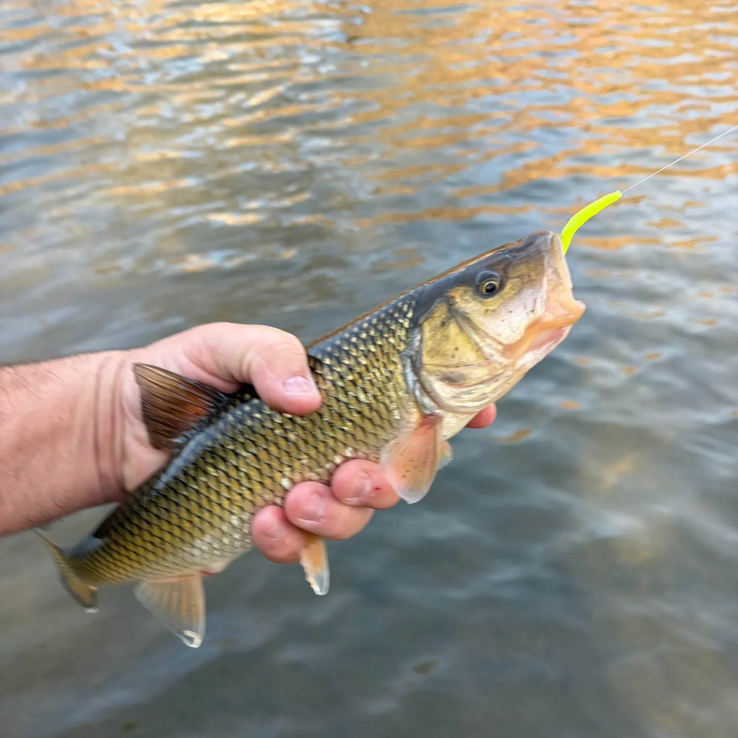 The most recent Fallfish catches on Fishbrain