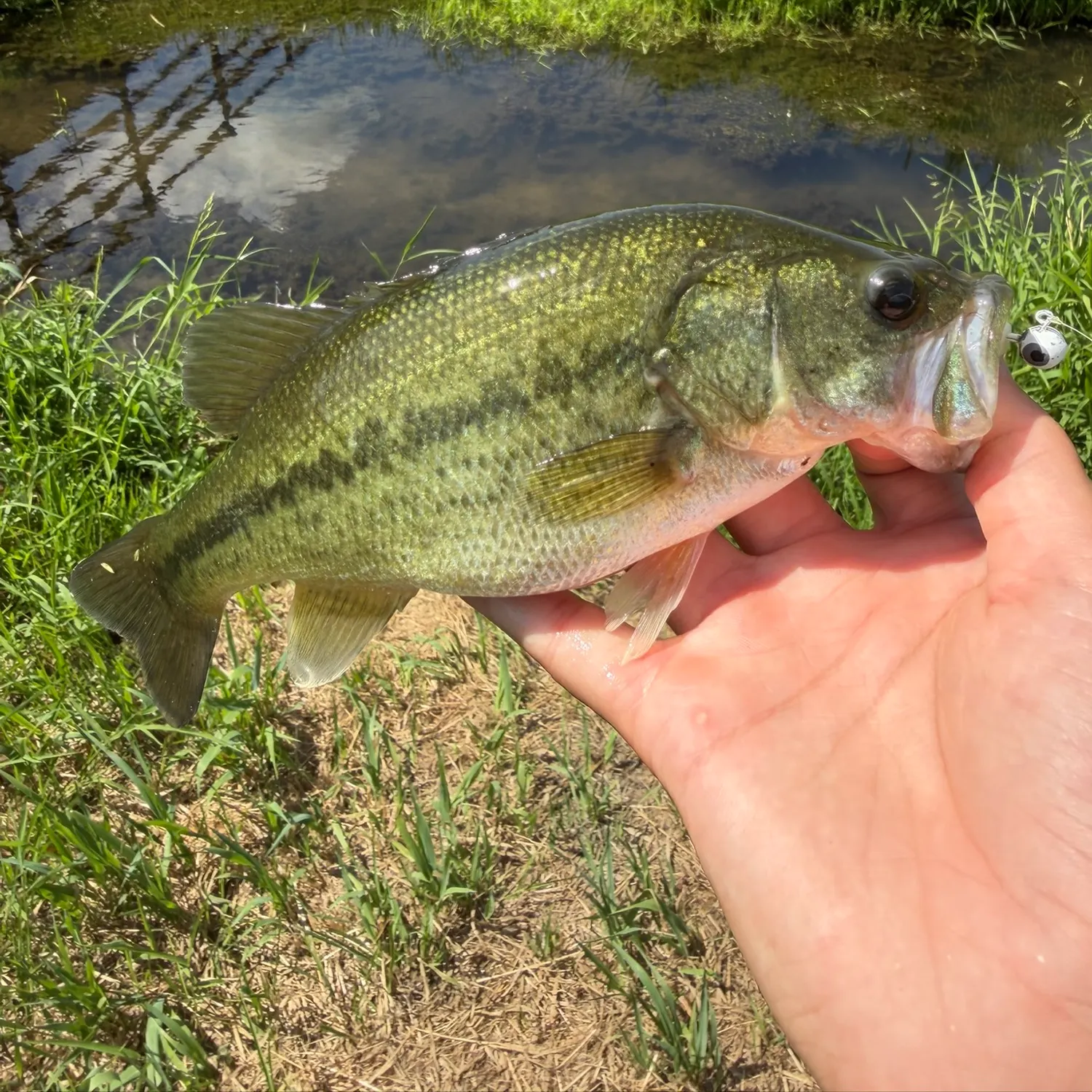 Spotted bass caught on Fishbrain