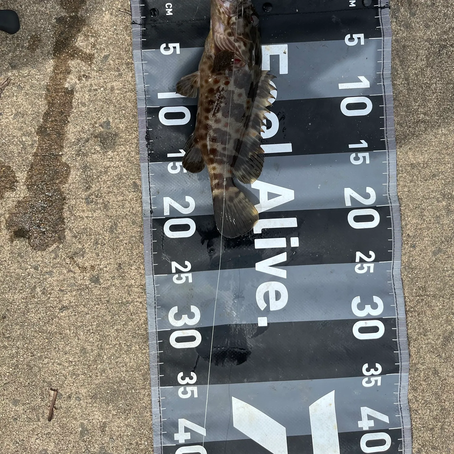 Orange-spotted grouper caught on Fishbrain
