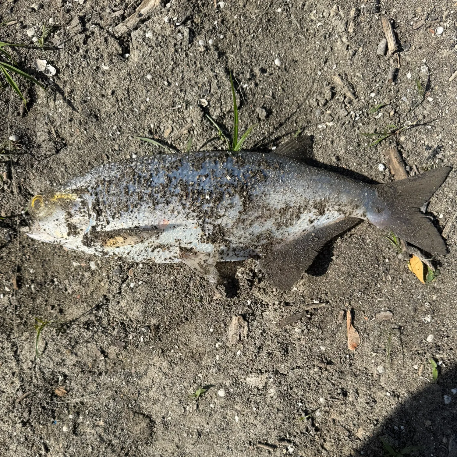 Goldeye caught on Fishbrain