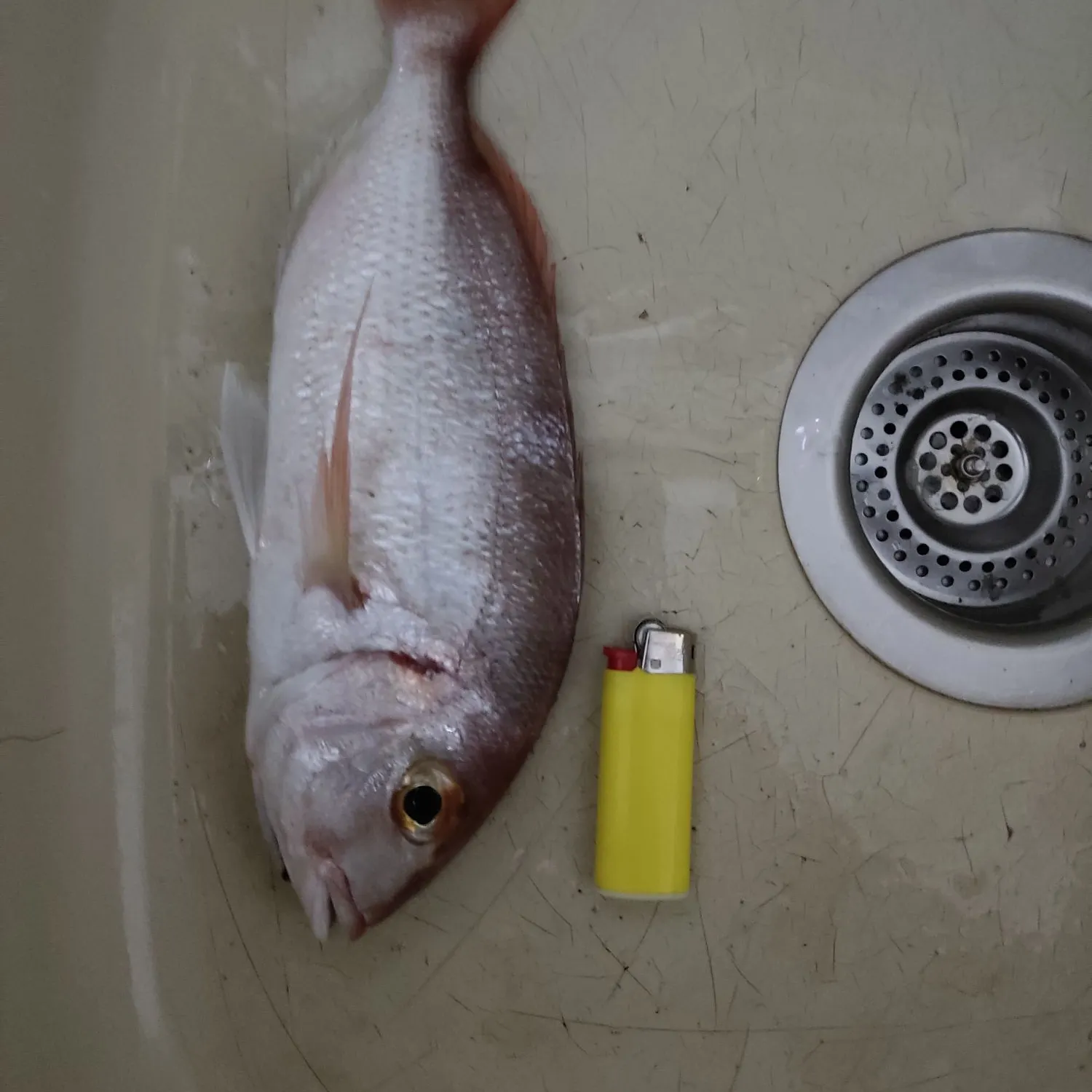 The most recent Common pandora catches on Fishbrain