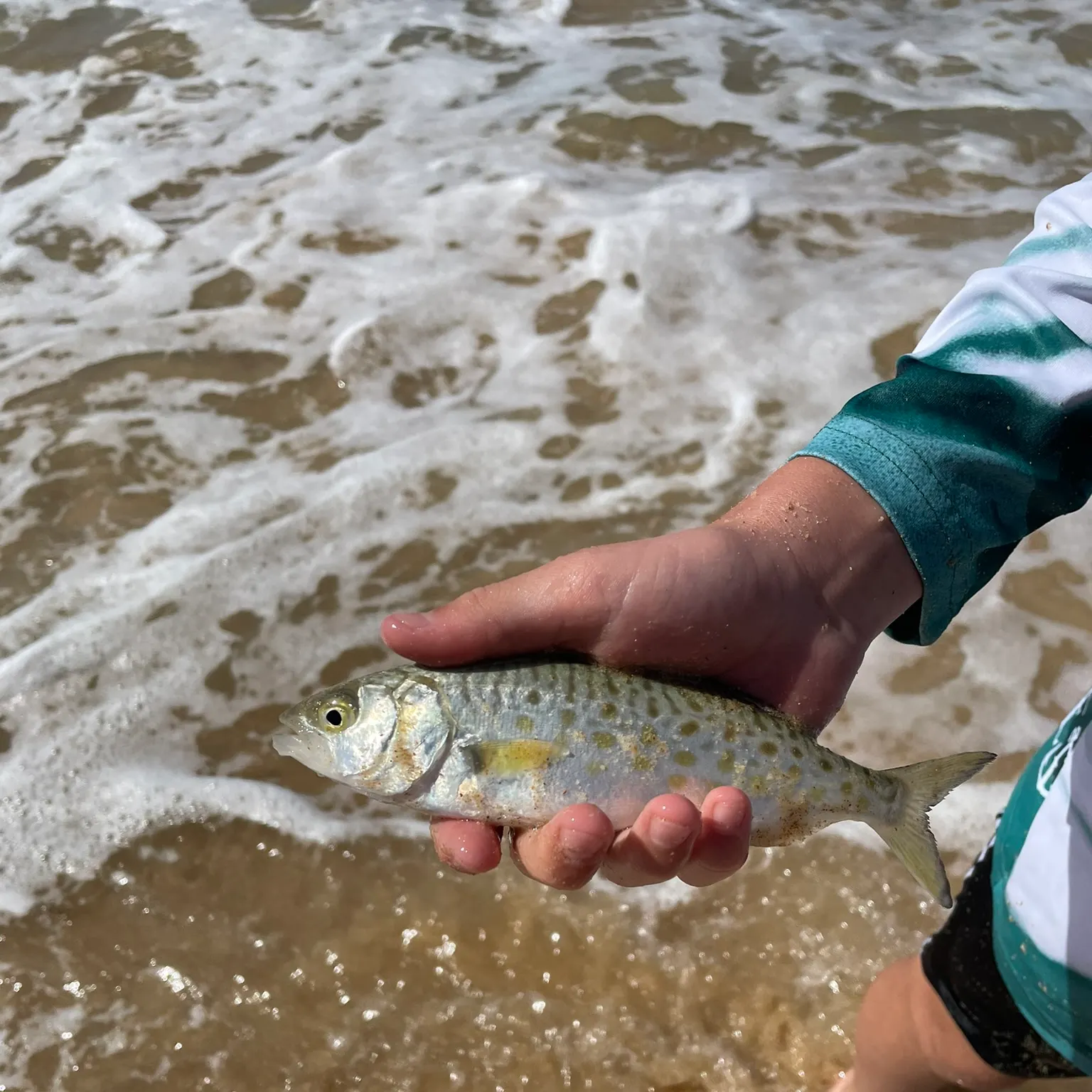 The most recent Eastern Australian salmon catches on Fishbrain