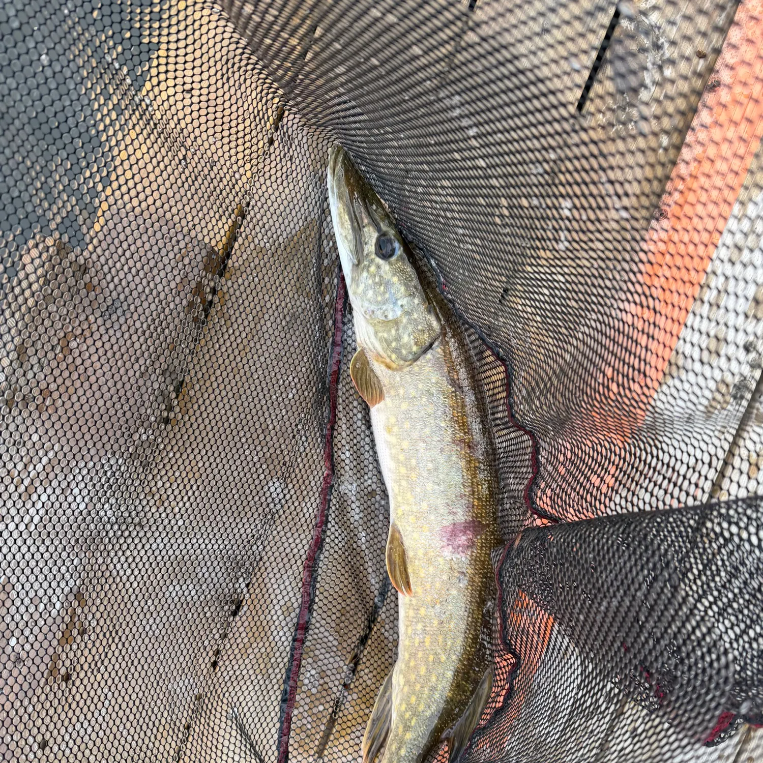 Northern pike caught on Fishbrain