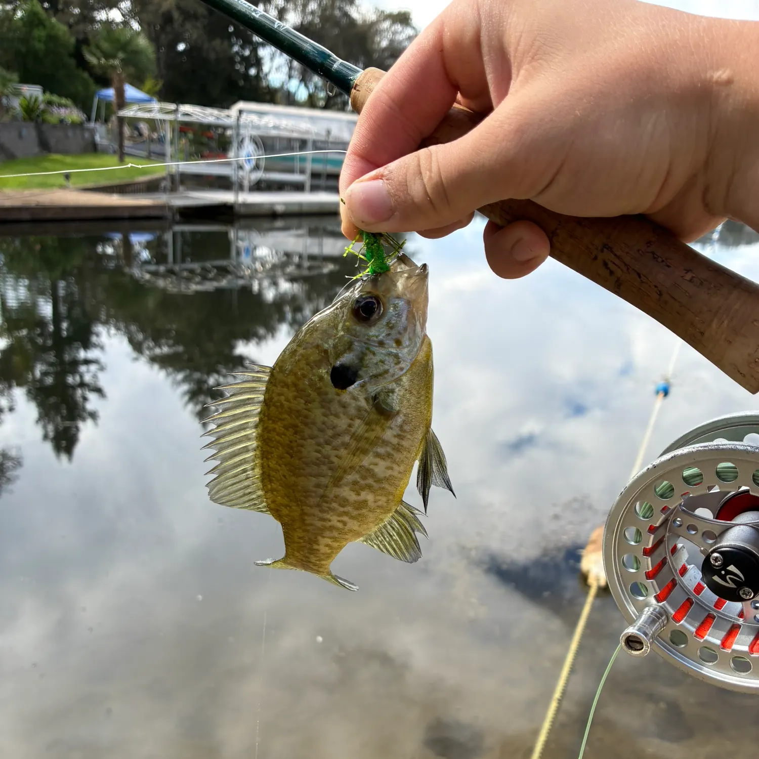 Redear sunfish caught on Fishbrain