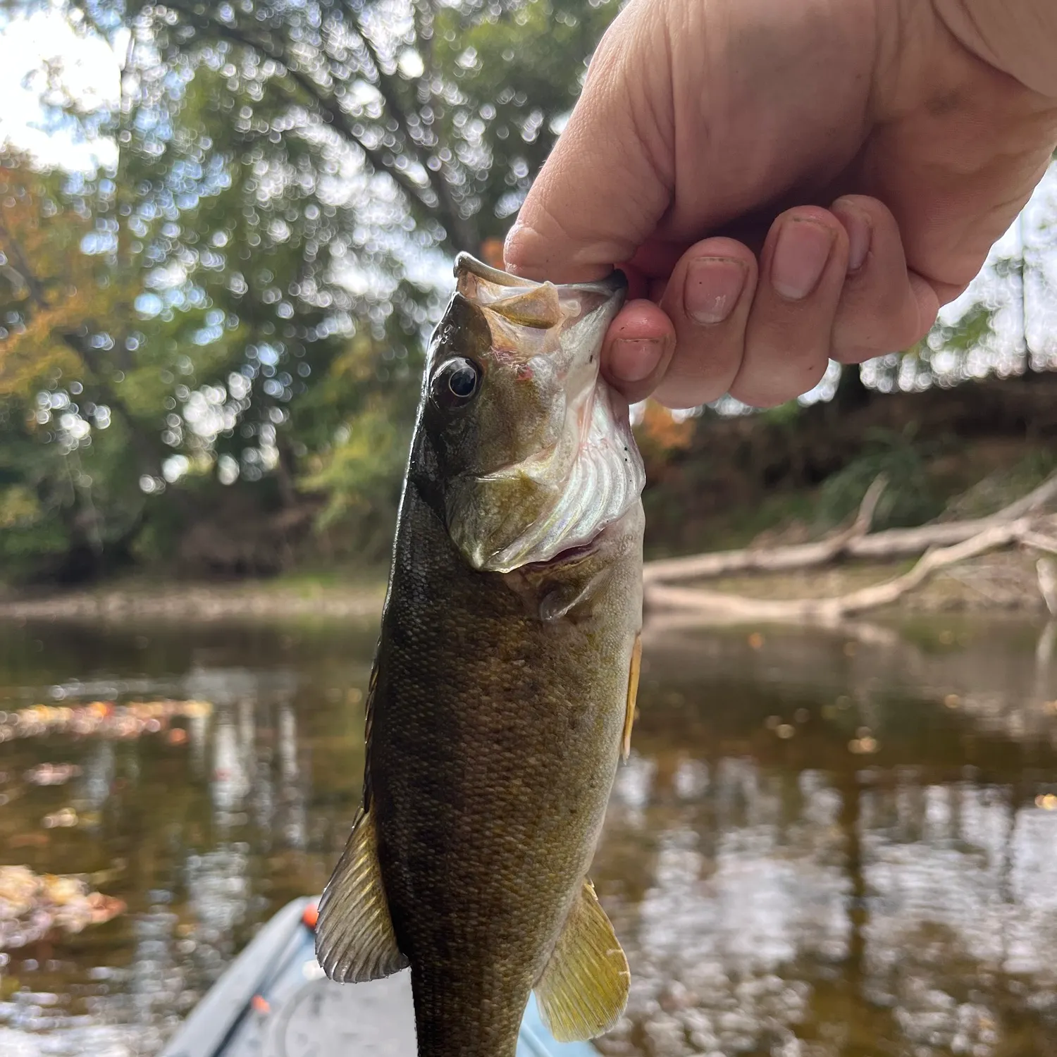 Smallmouth bass caught on Fishbrain