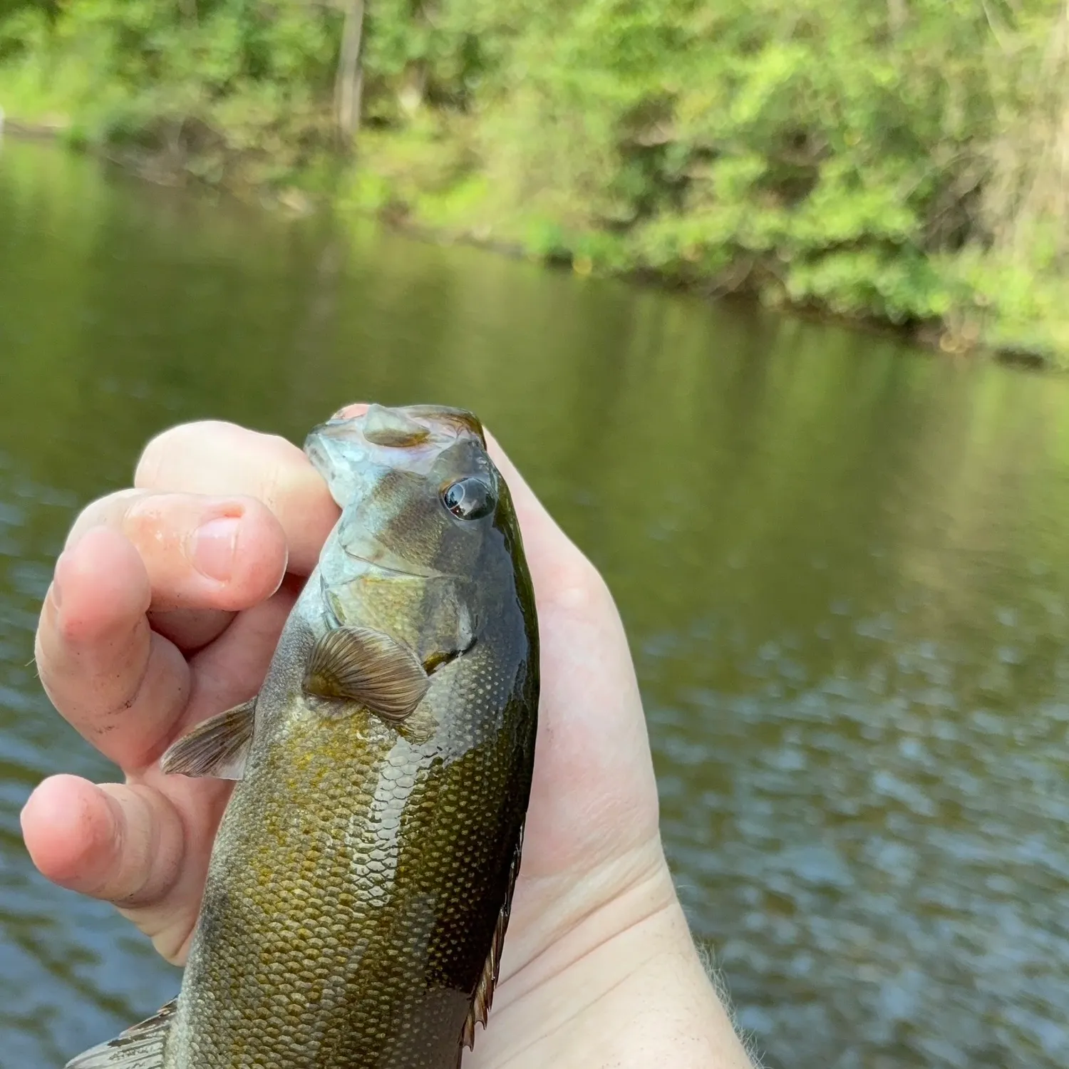 Smallmouth bass caught on Fishbrain