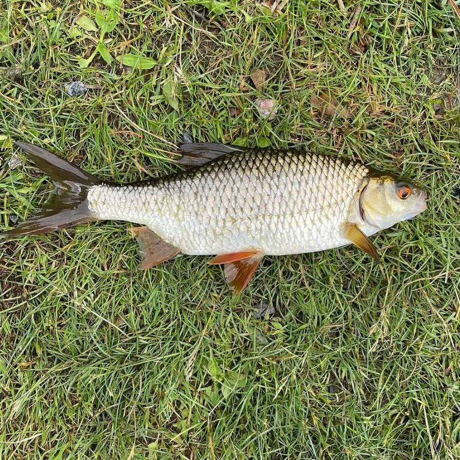 Common roach caught on Fishbrain