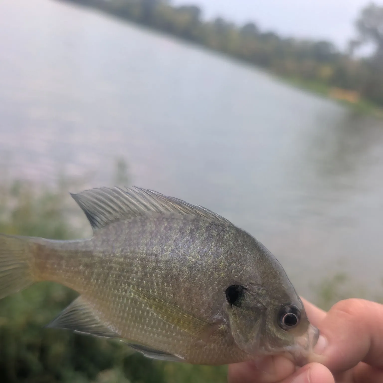 Bluegill caught on Fishbrain