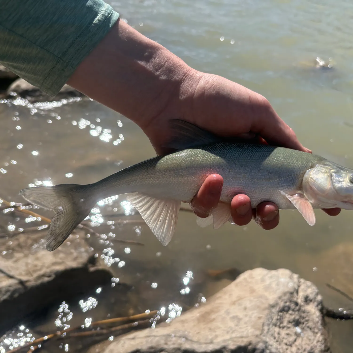 The most recent Roundtail chub catches on Fishbrain