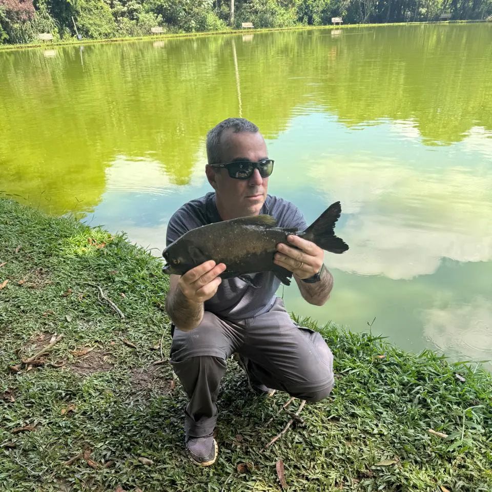 The most recent Black pacu catches on Fishbrain