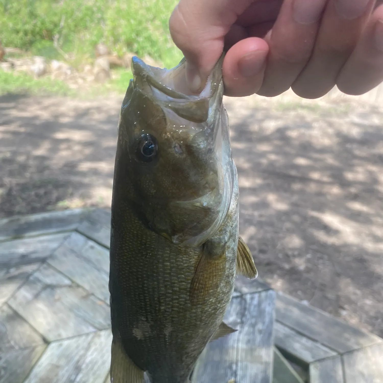 Smallmouth bass caught on Fishbrain