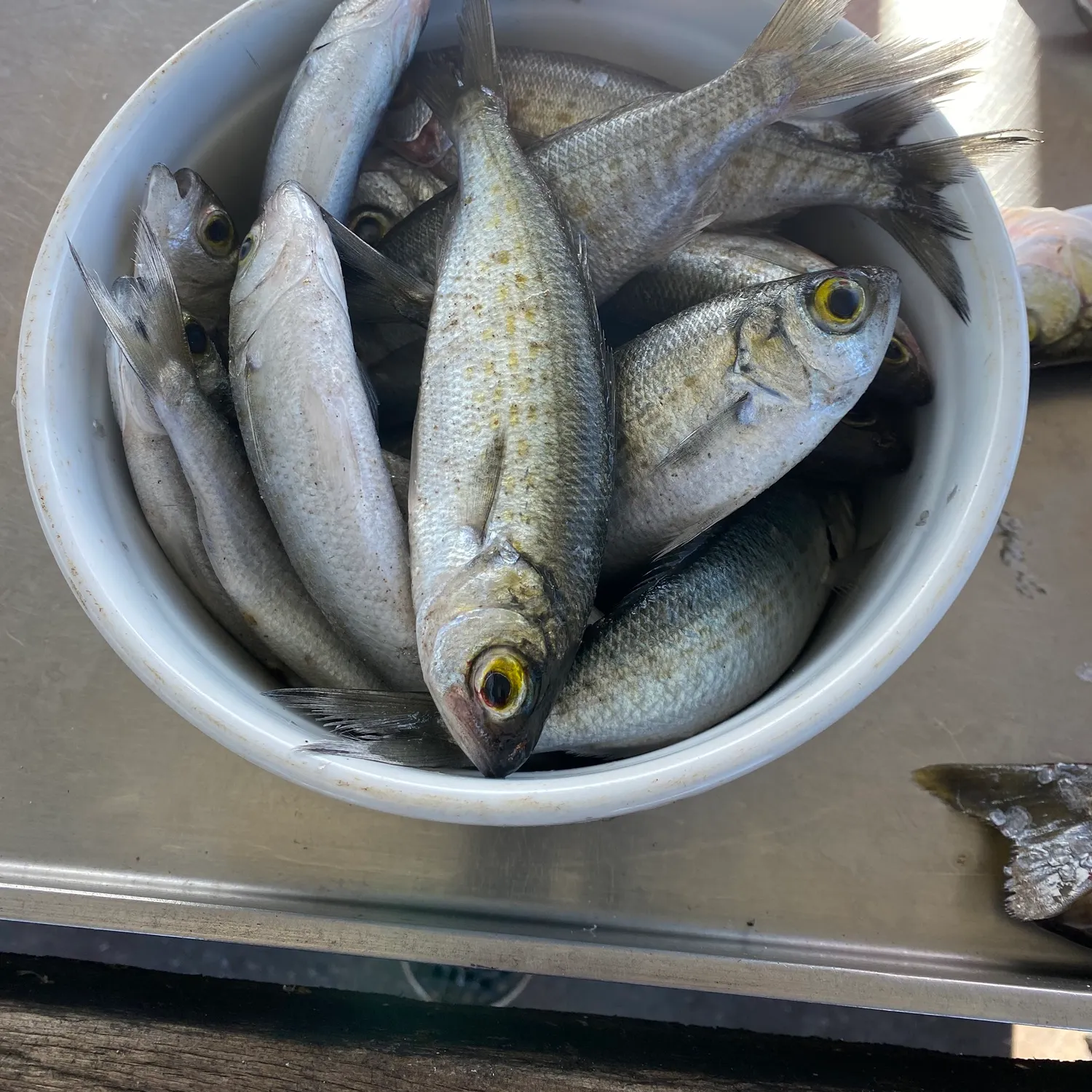 The most recent Australian ruff catches on Fishbrain