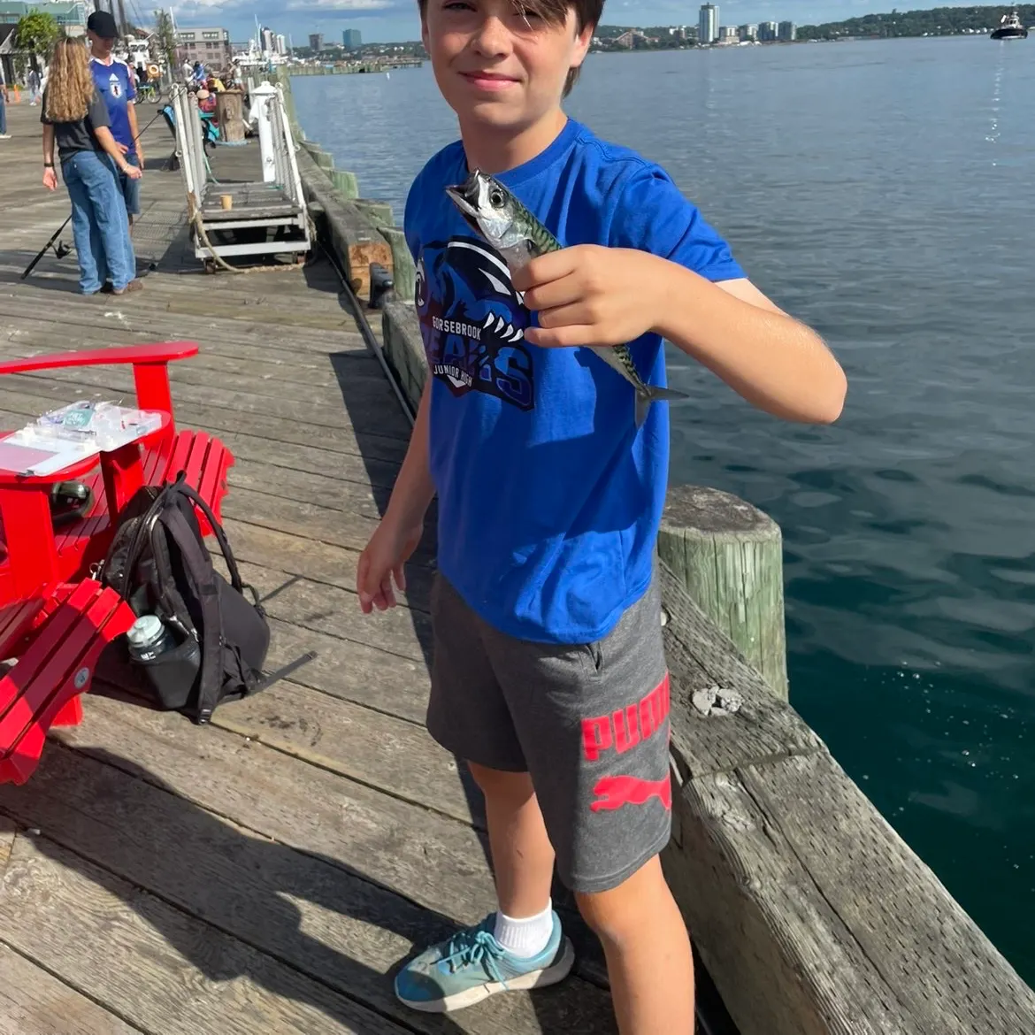 Atlantic mackerel caught on Fishbrain