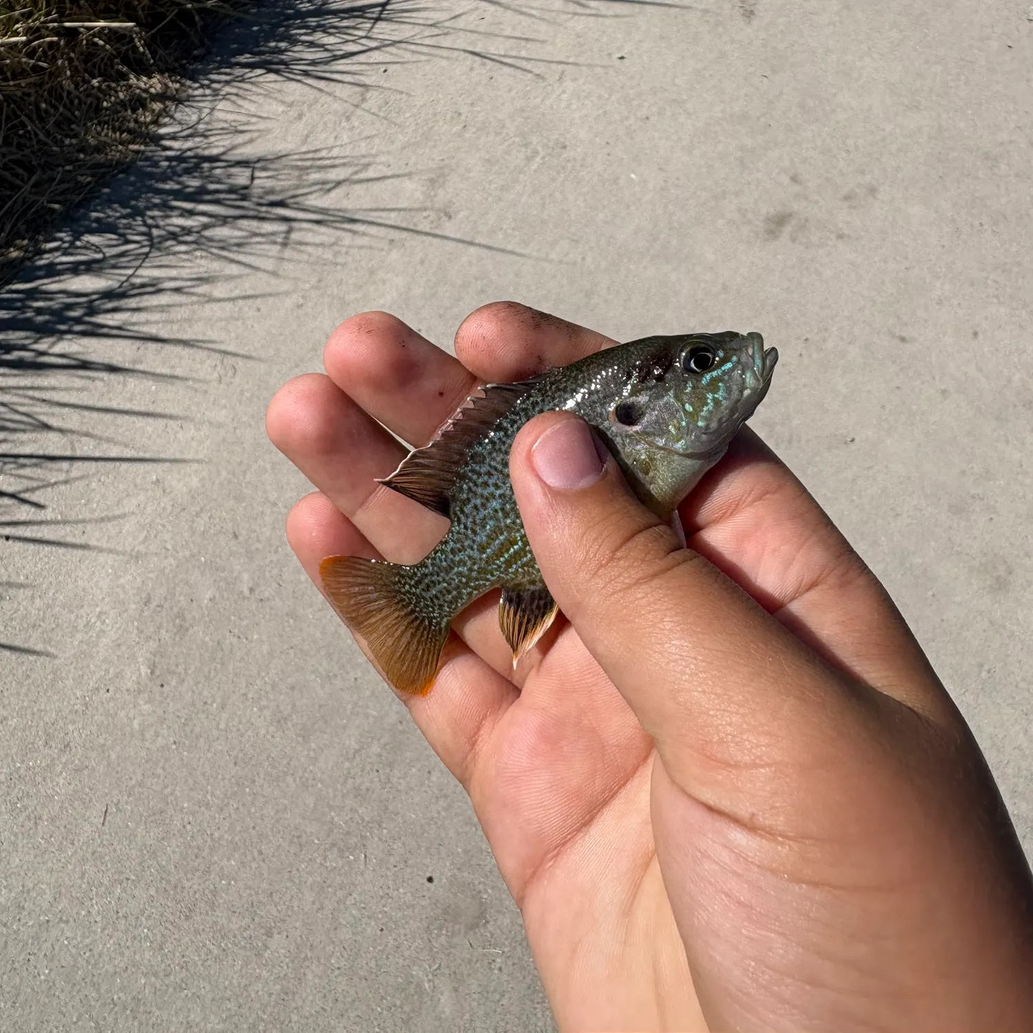 catch