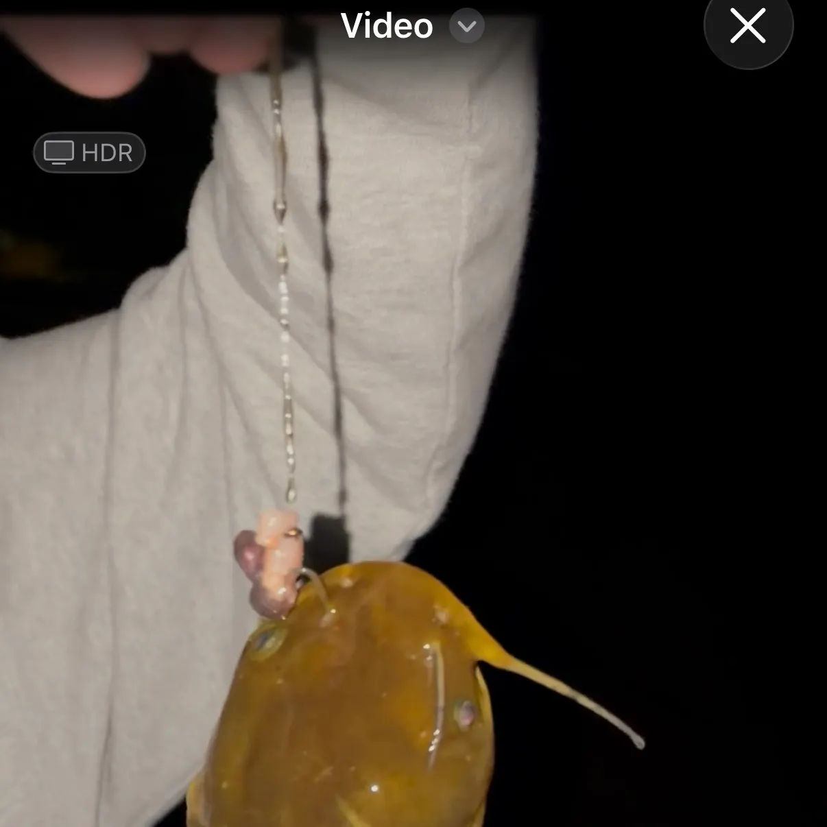 Black bullhead caught on Fishbrain